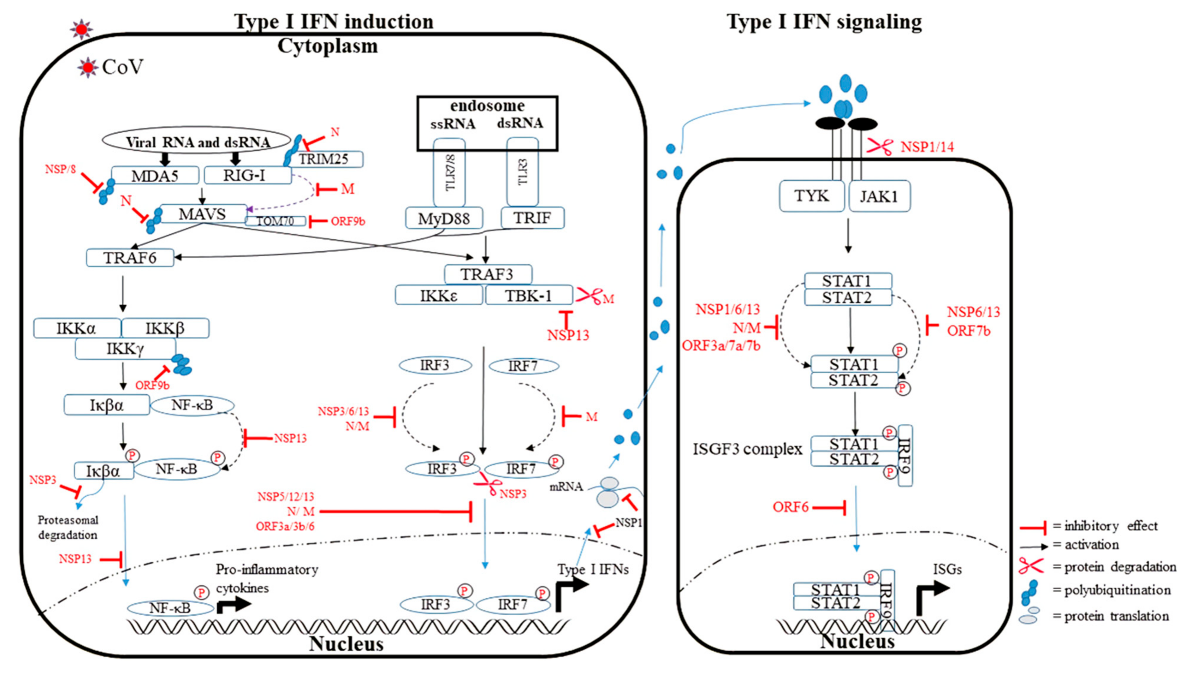 Viruses 14 00530 g002