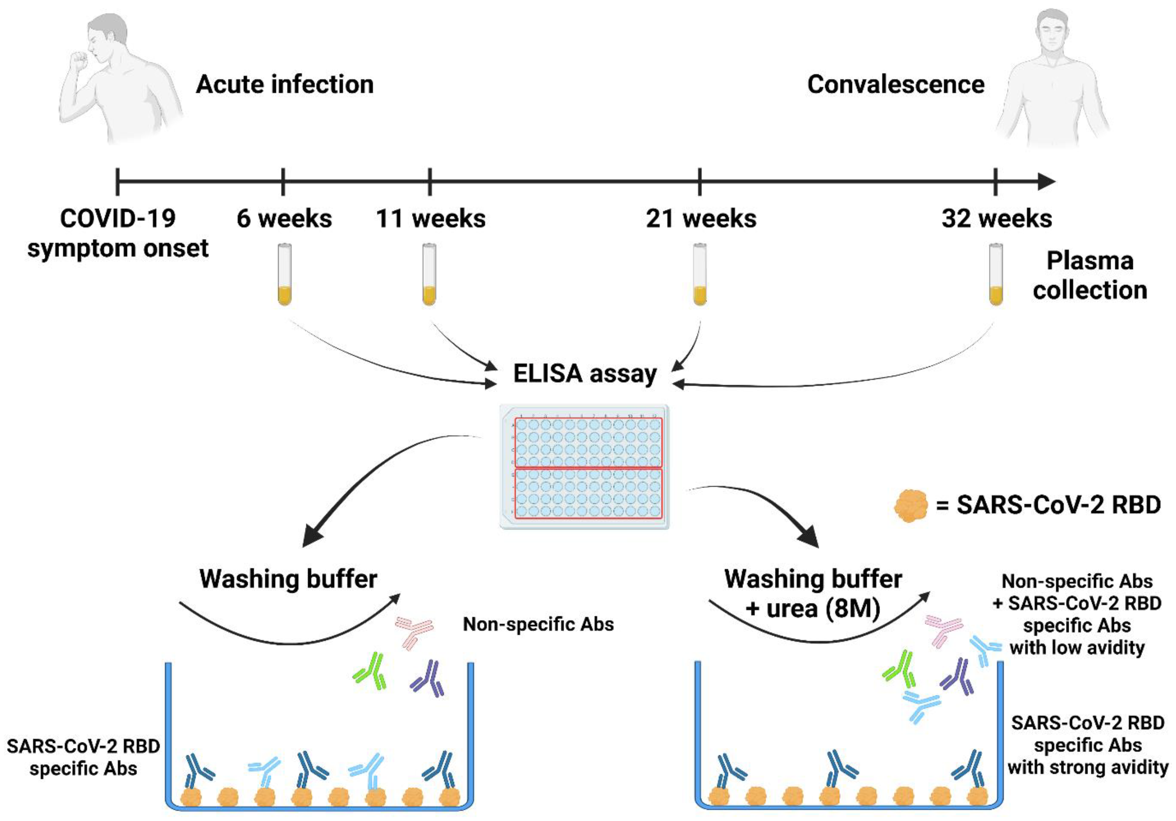 Viruses | Free Full-Text | Evolution of Anti-RBD IgG Avidity following  SARS-CoV-2 Infection