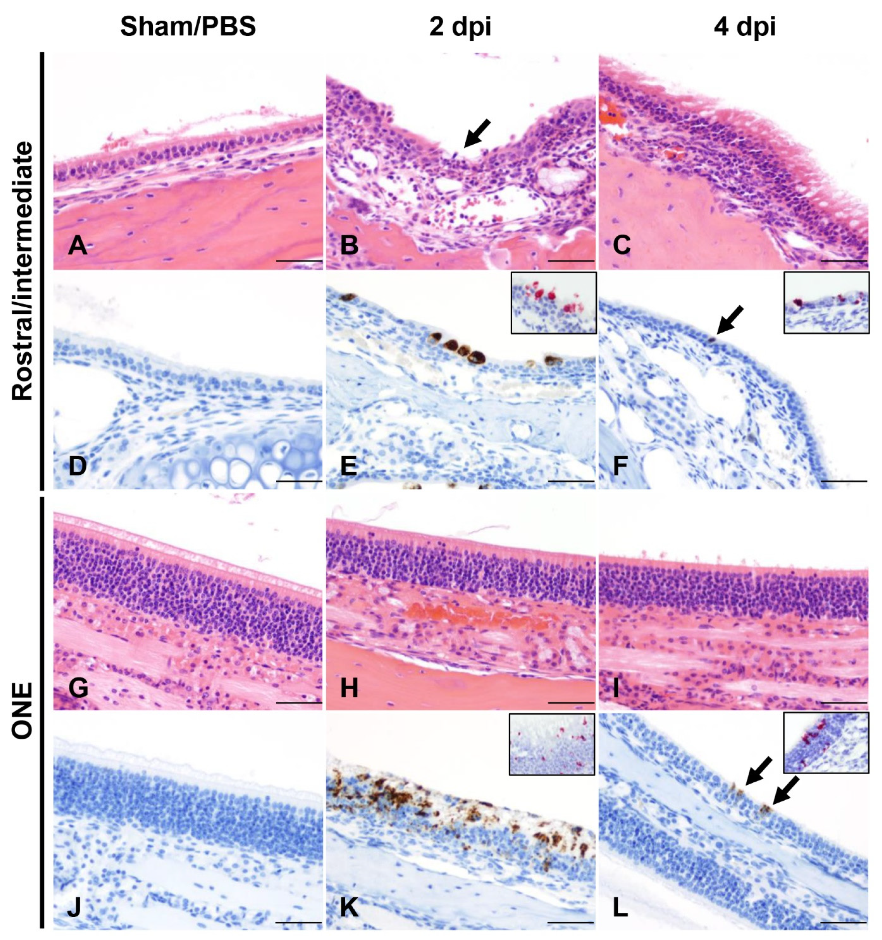 Viruses 14 00535 g002