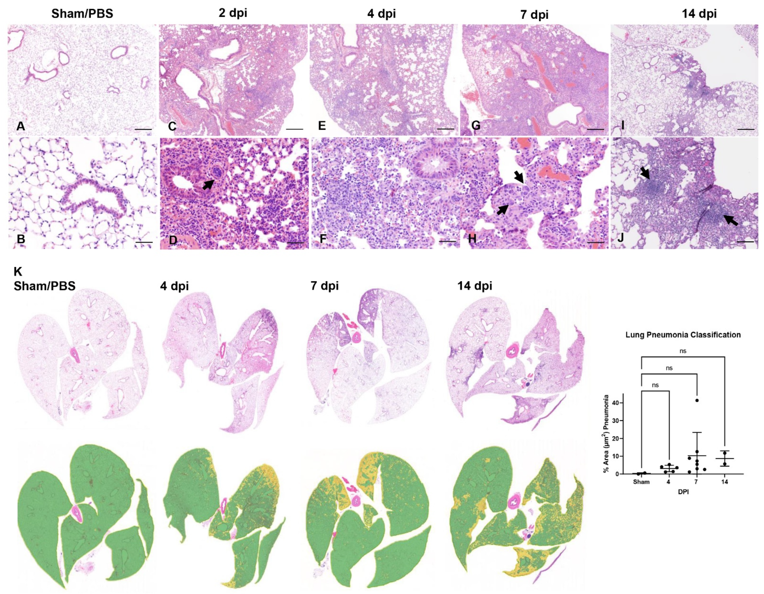 Viruses 14 00535 g003