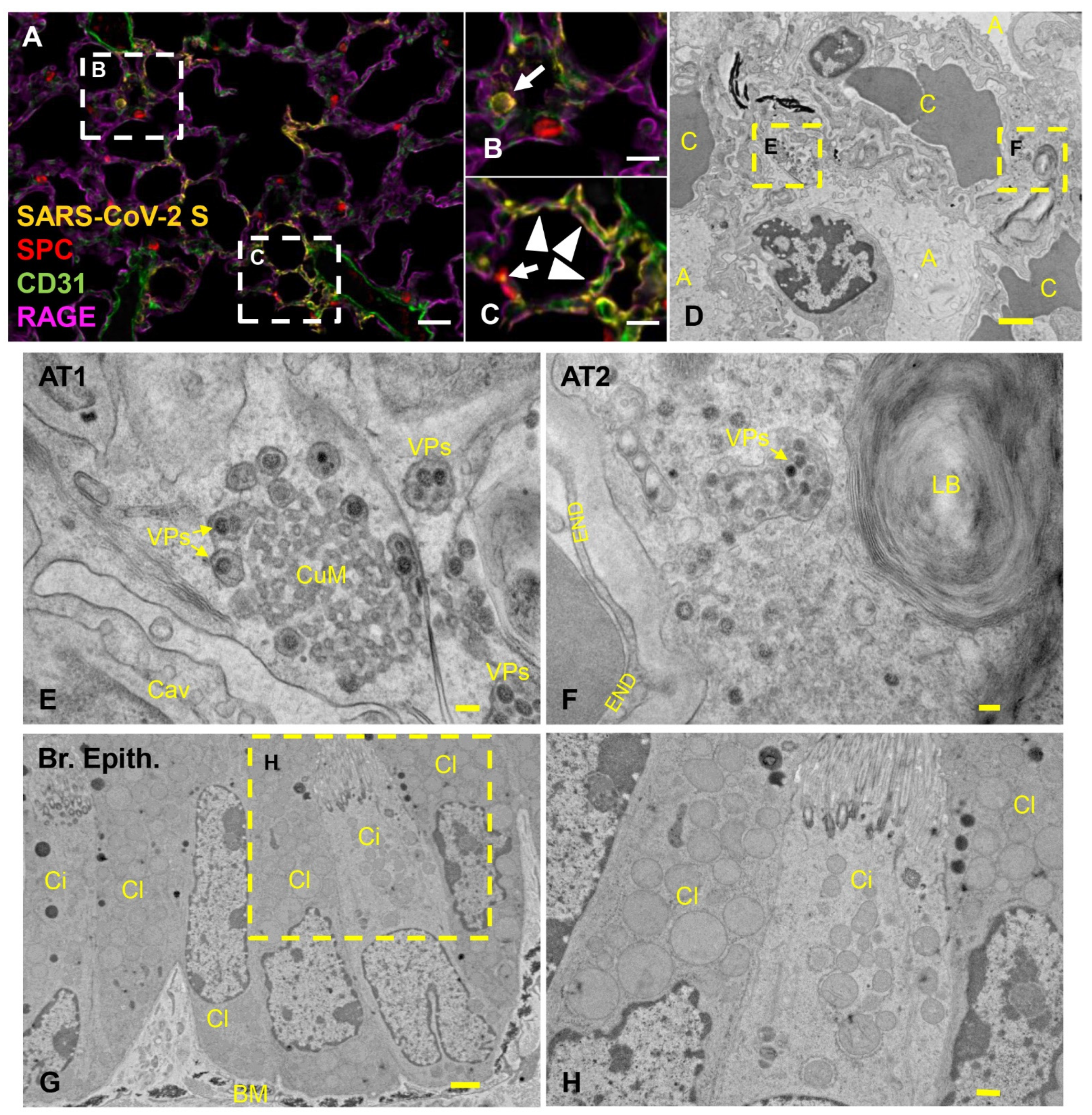 Viruses 14 00535 g004