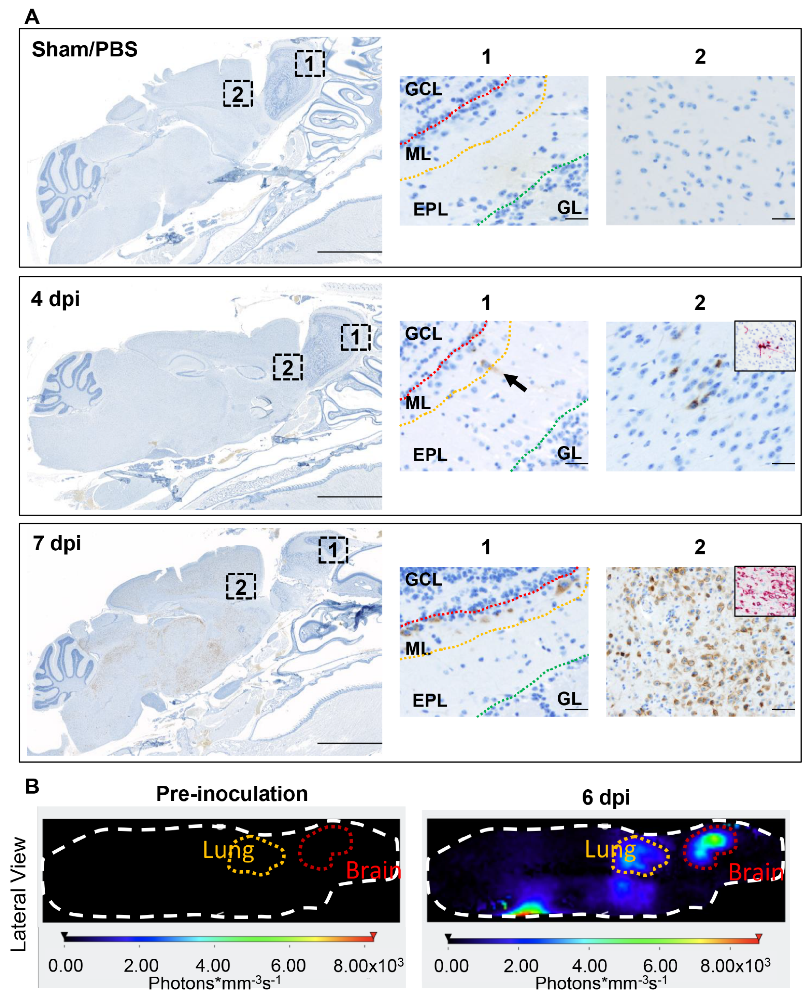 Viruses 14 00535 g006