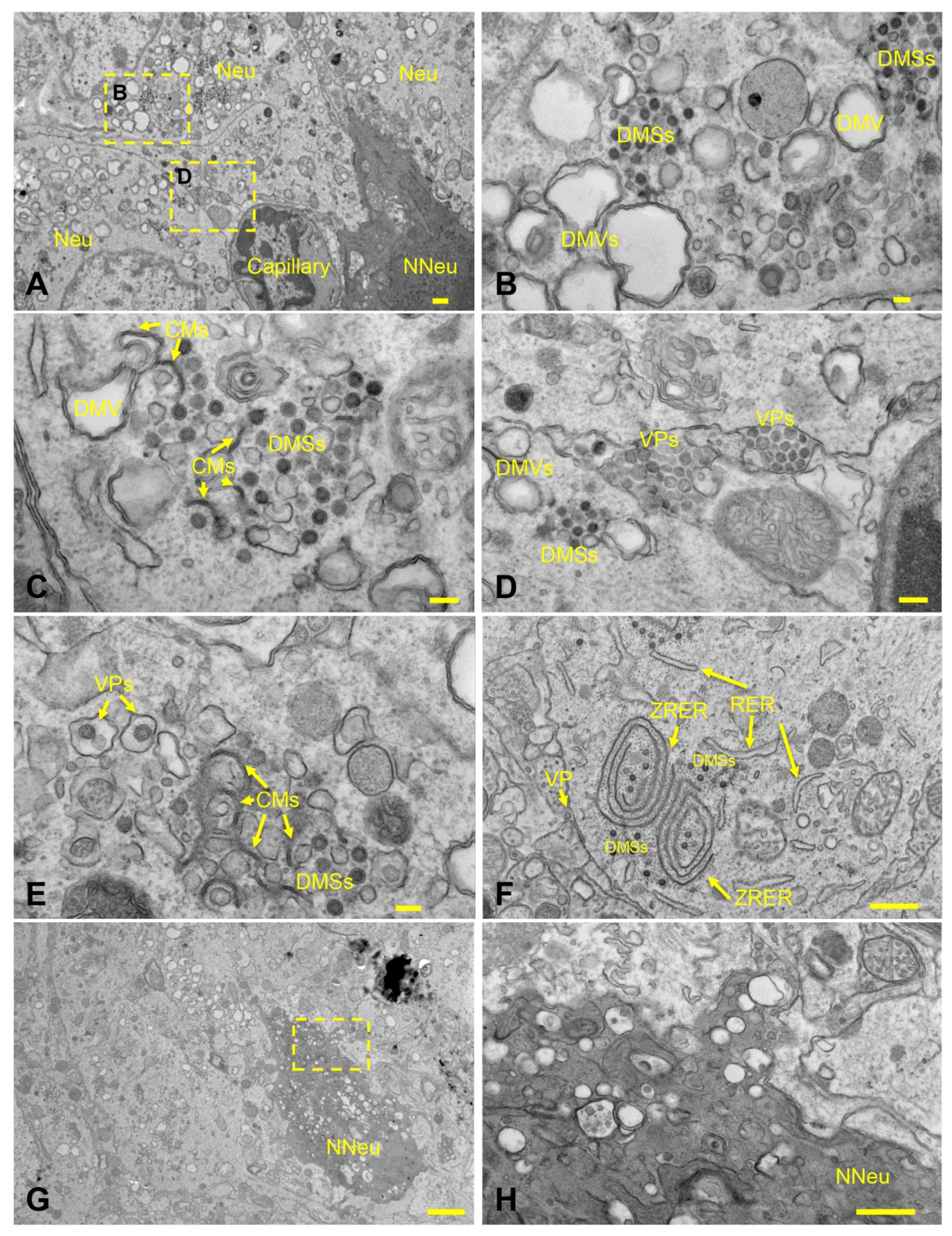 Viruses 14 00535 g008