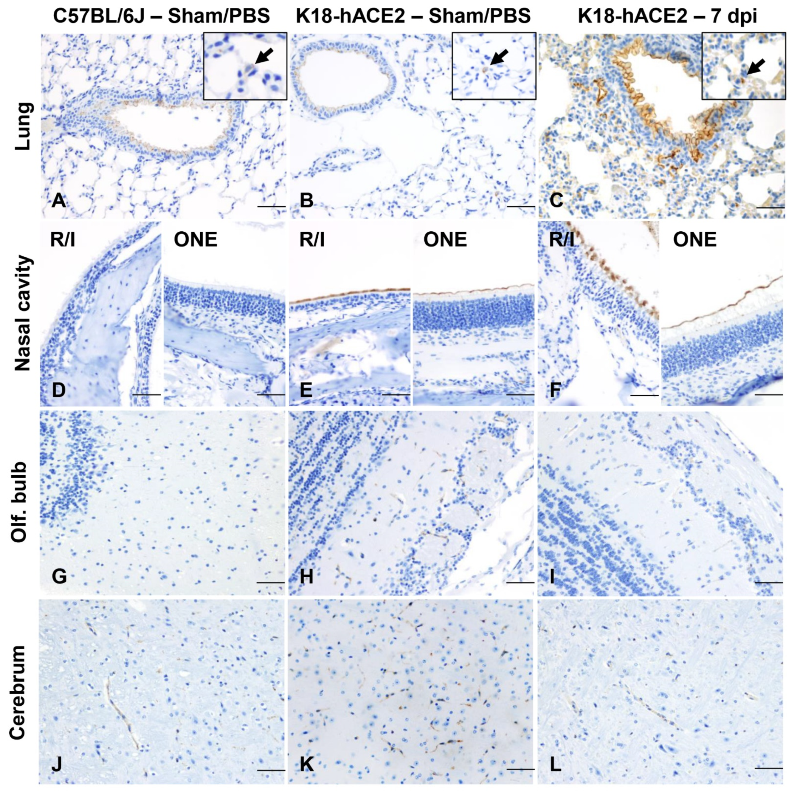 Viruses 14 00535 g009