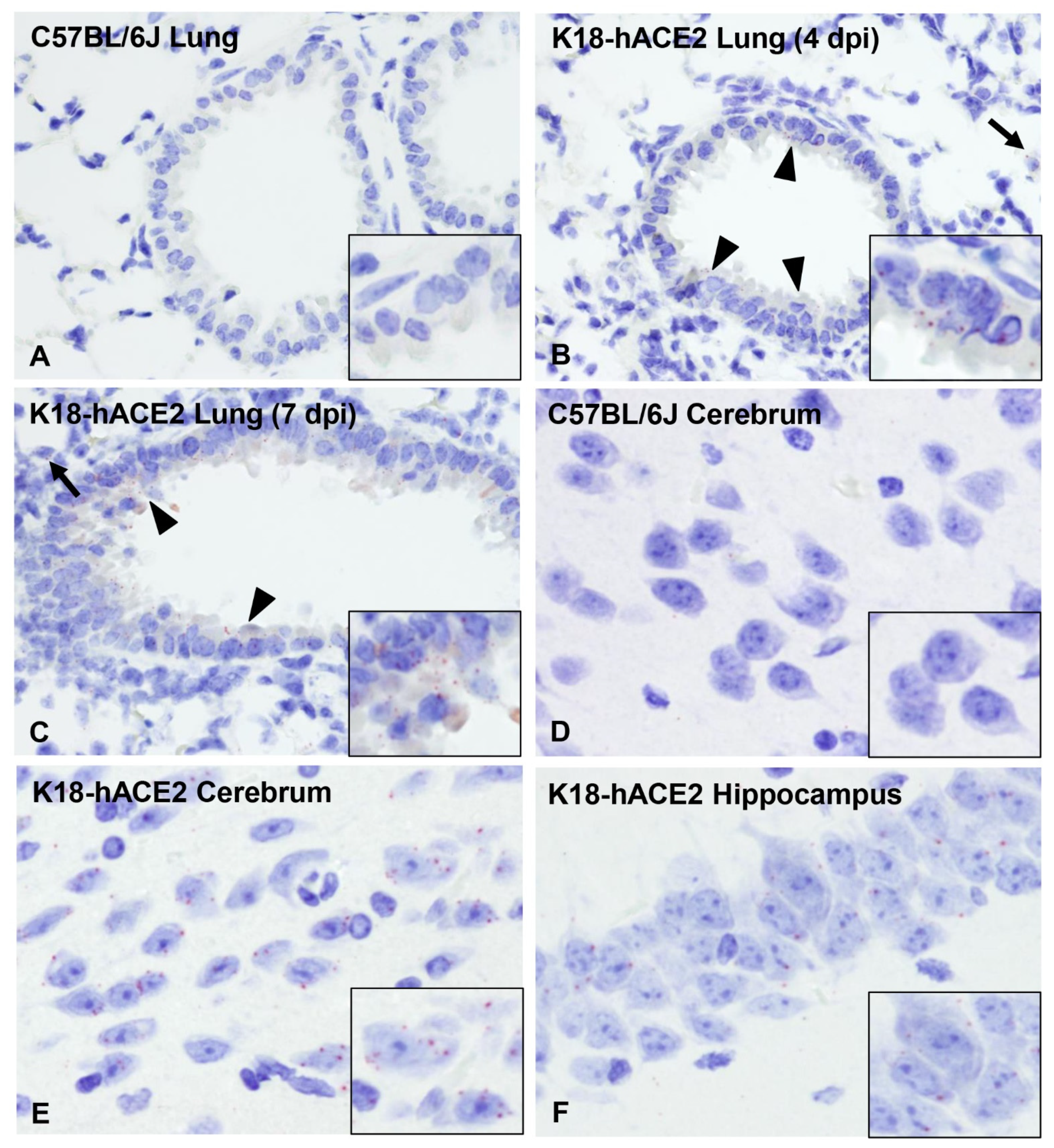 Viruses 14 00535 g010