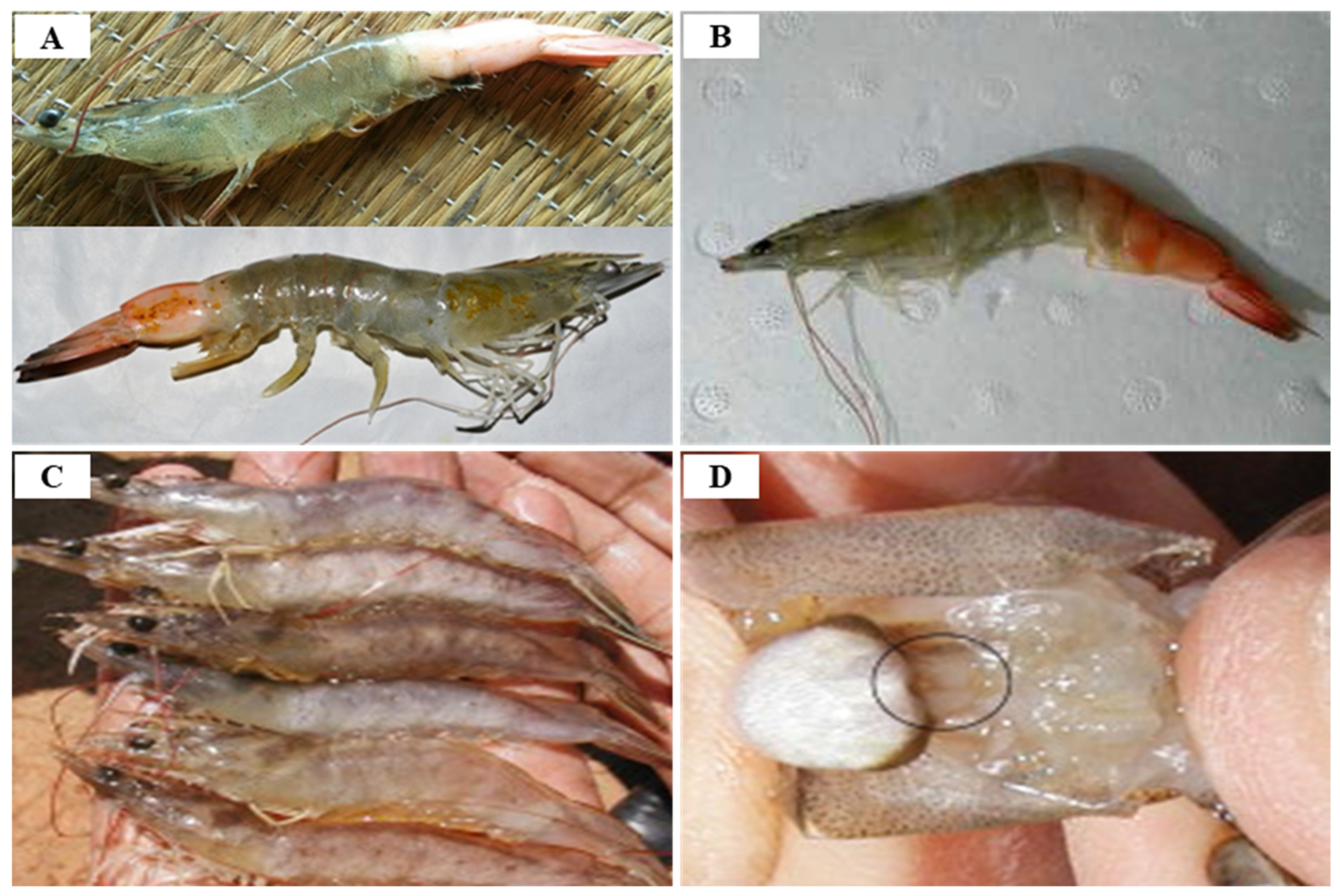 shrimp fried rice genital disease