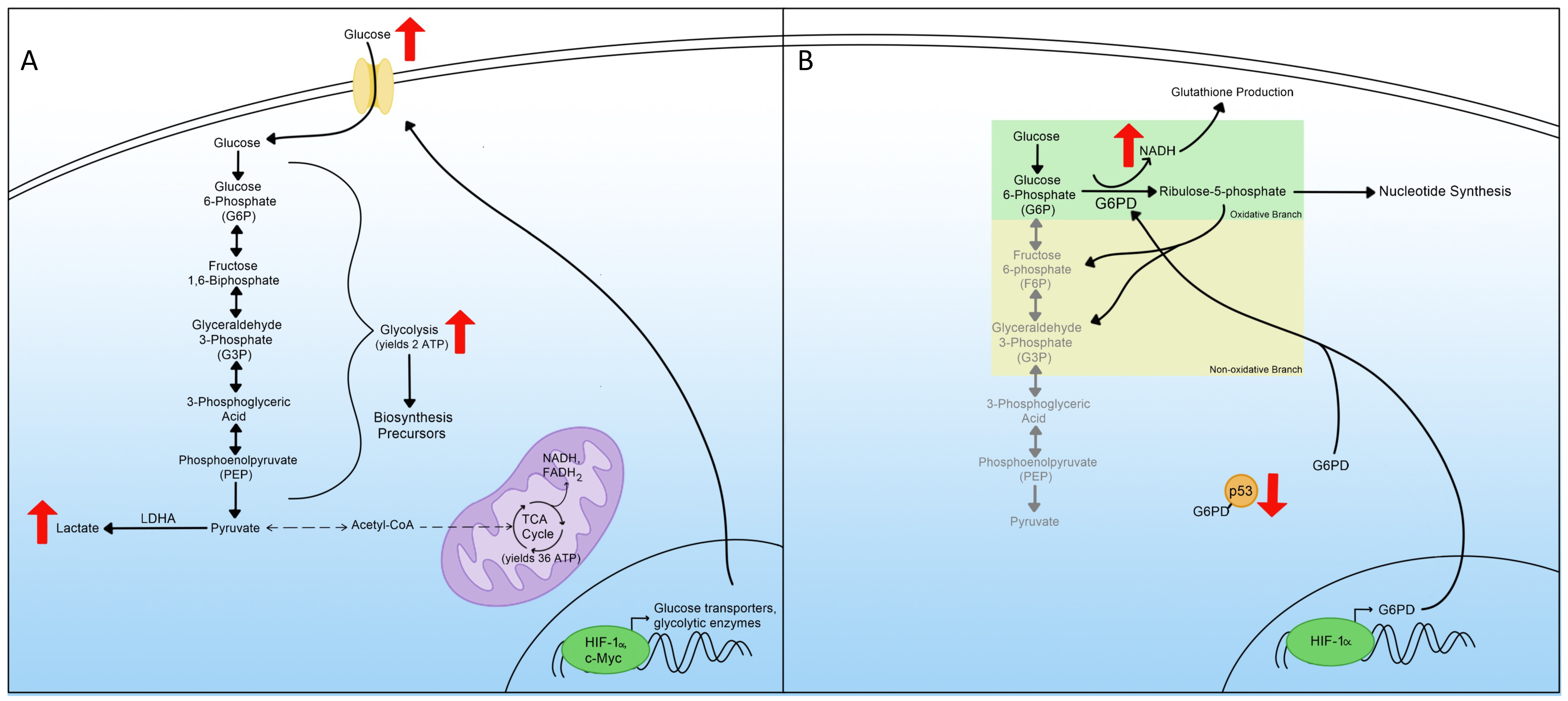 Viruses 14 00602 g002