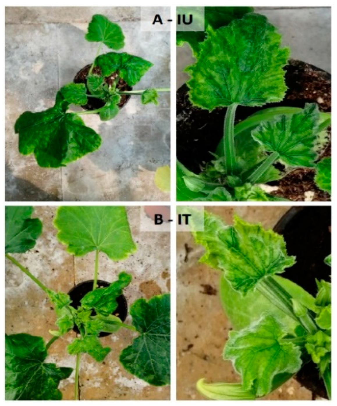 Viruses | Free Full-Text | Effects of Organic Biostimulants Added with  Zeolite on Zucchini Squash Plants Infected by Tomato Leaf Curl New Delhi  Virus