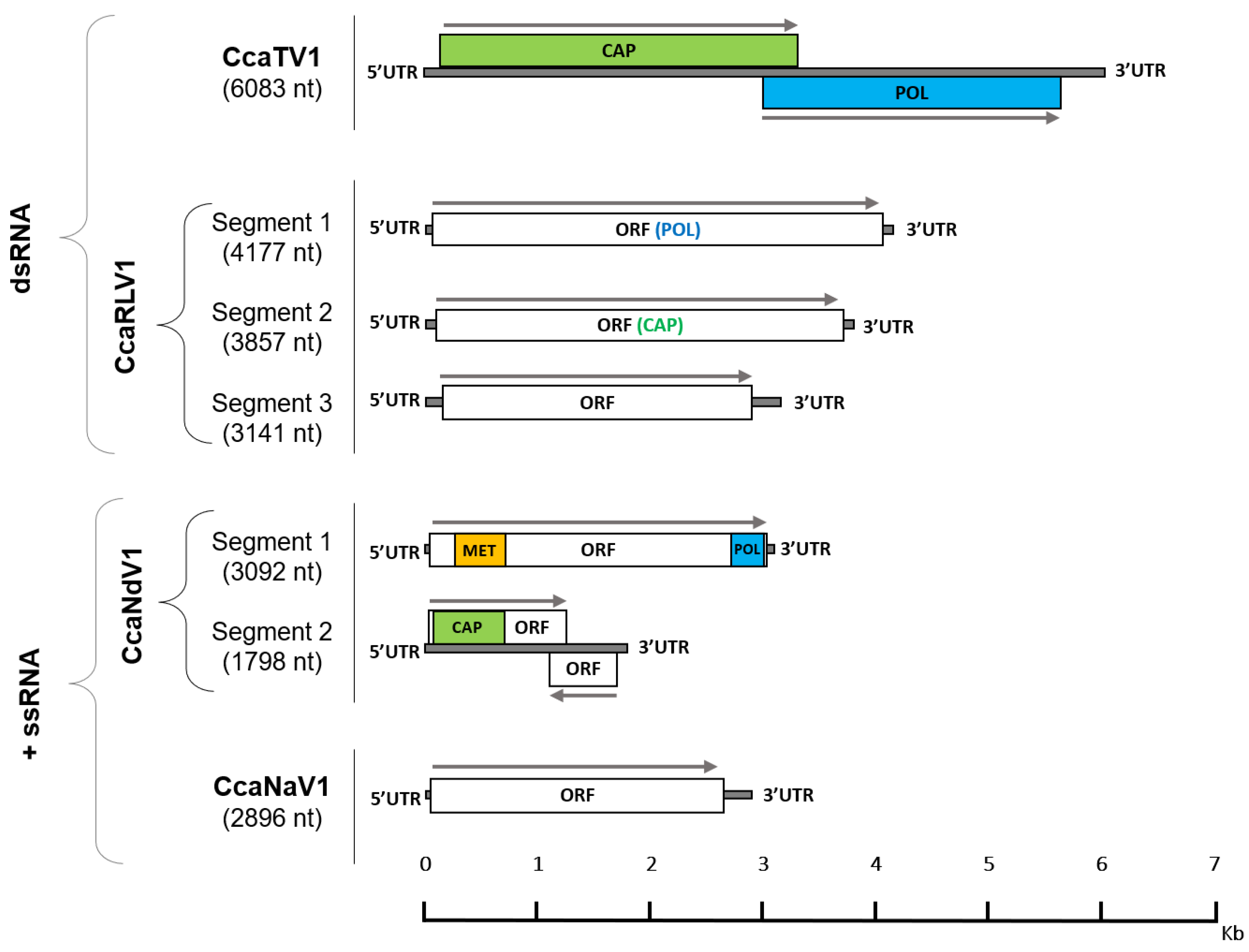 Integrative assessment of the transcriptome and virome of the