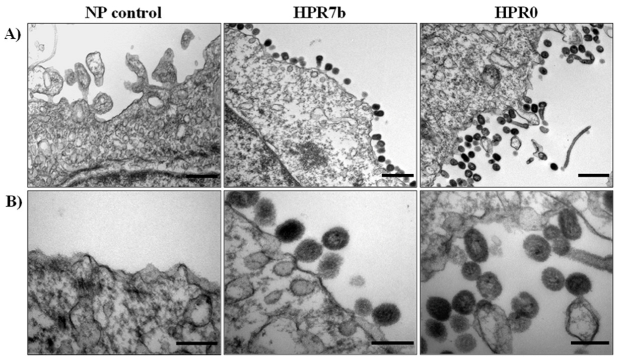 Viruses 14 00631 g002