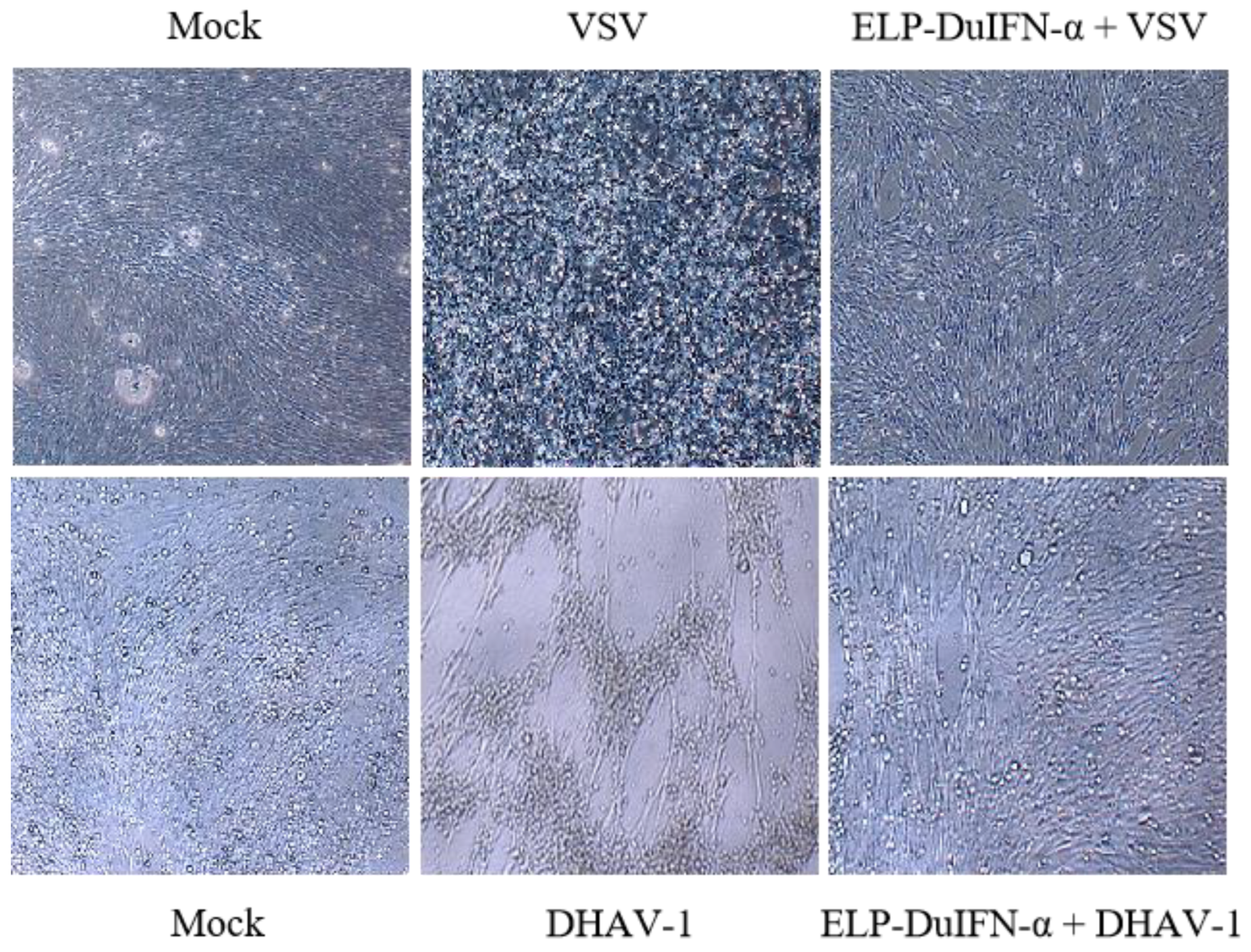 Viruses 14 00633 g002