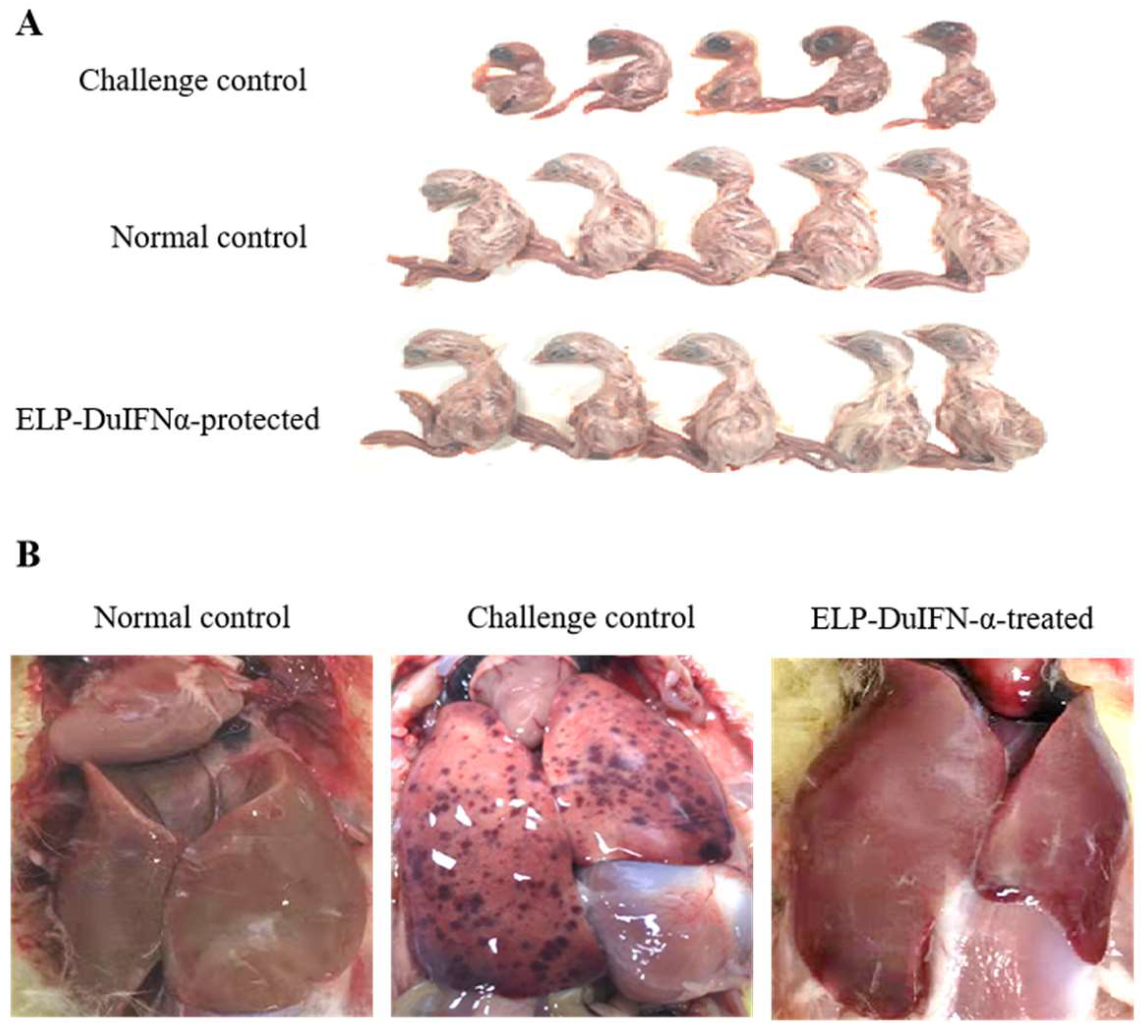 Viruses 14 00633 g004