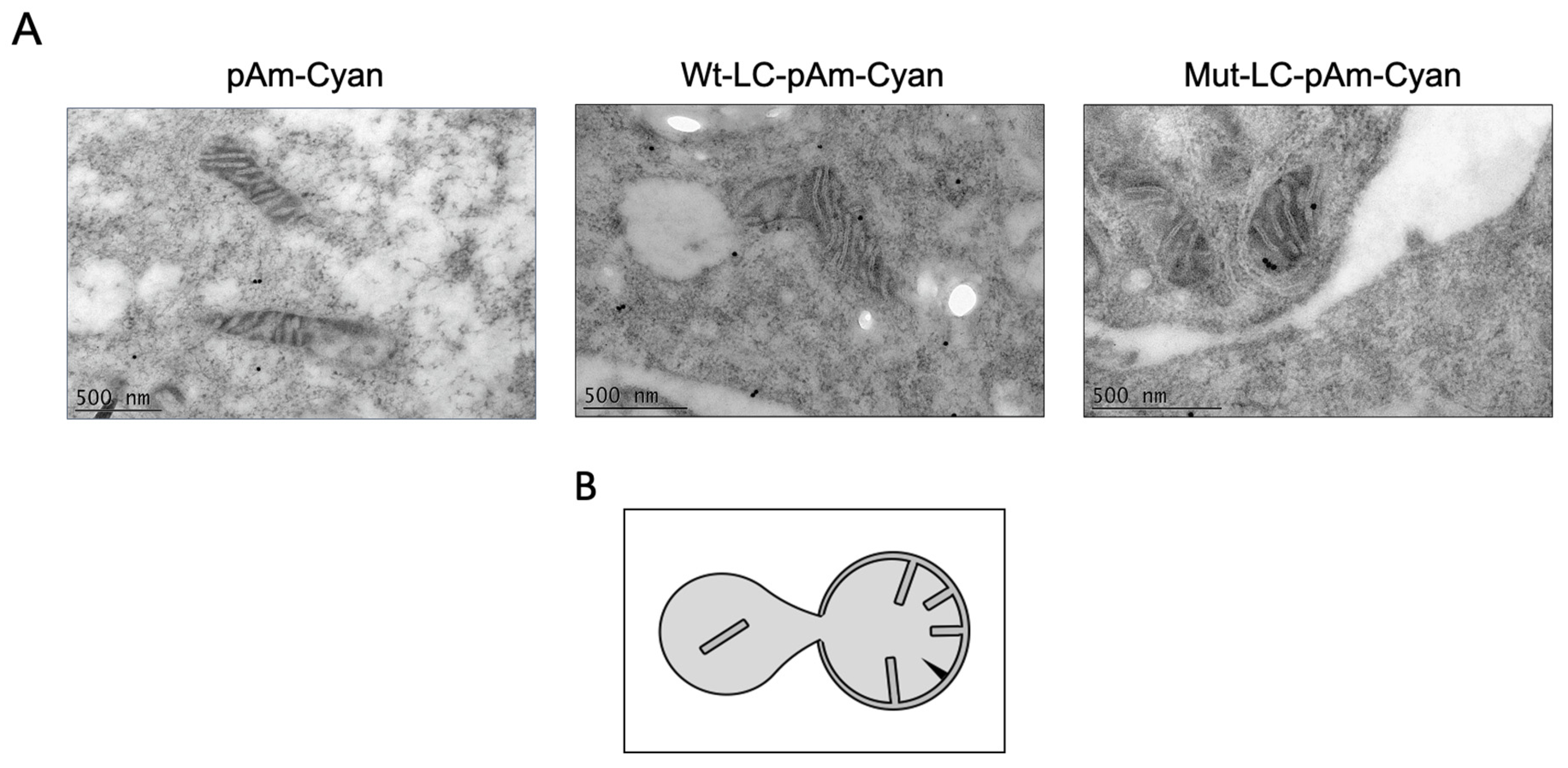 Viruses 14 00635 g006 Viruses 14 00635 g006