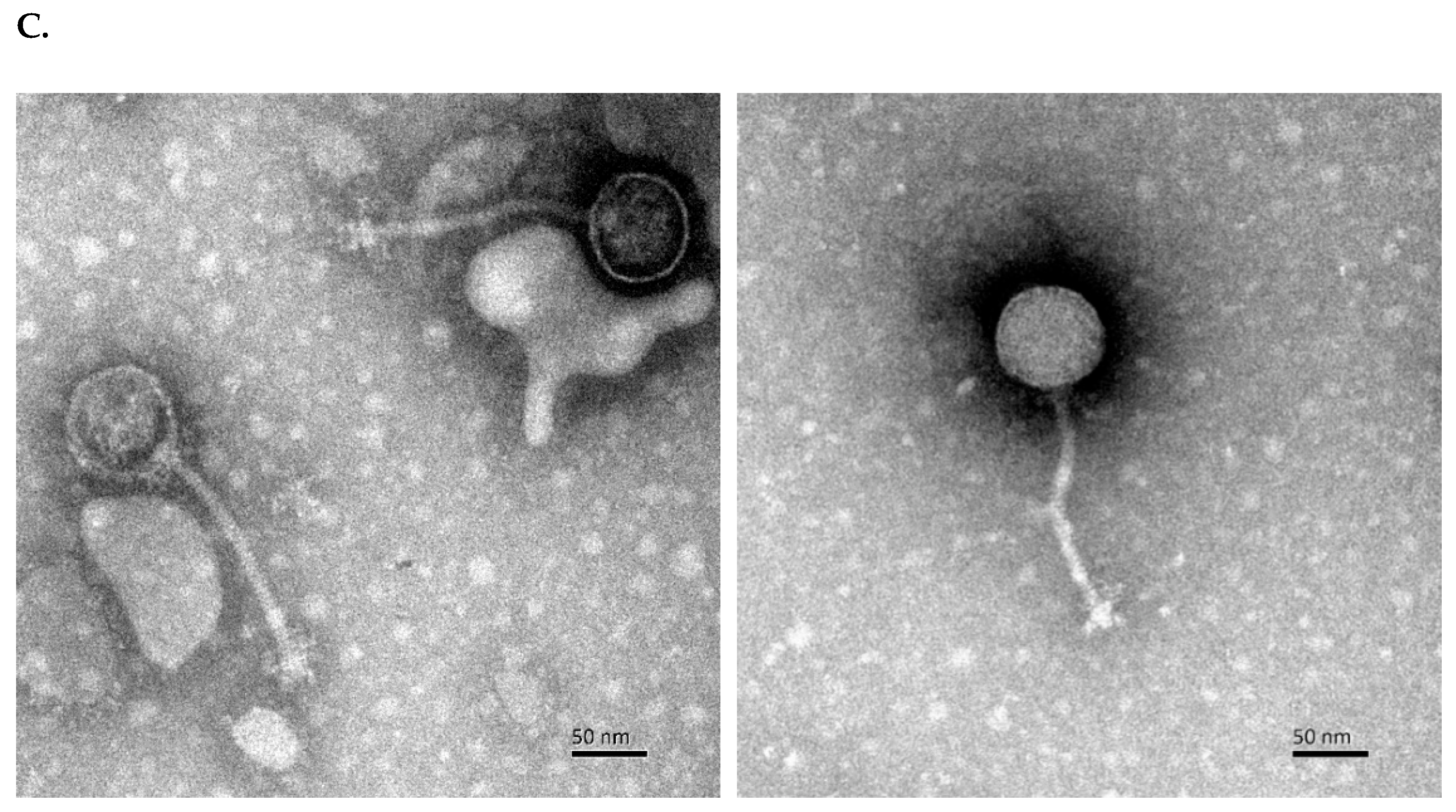 Viruses 14 00676 g001b