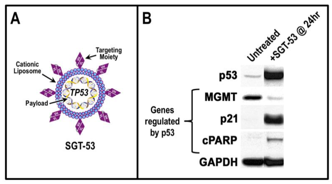 Viruses 14 00739 g002 Viruses 14 00739 g002