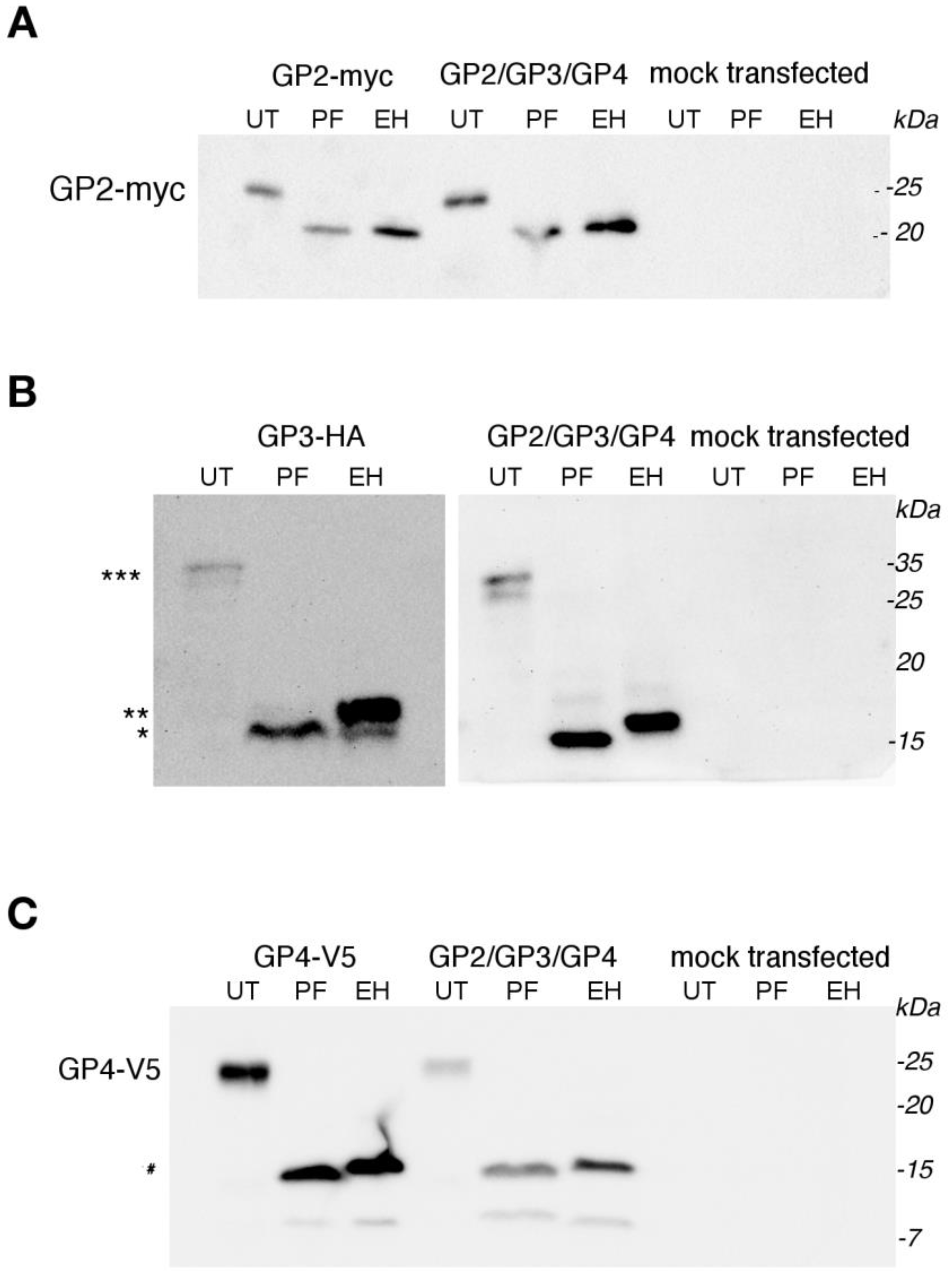Viruses 14 00749 g003