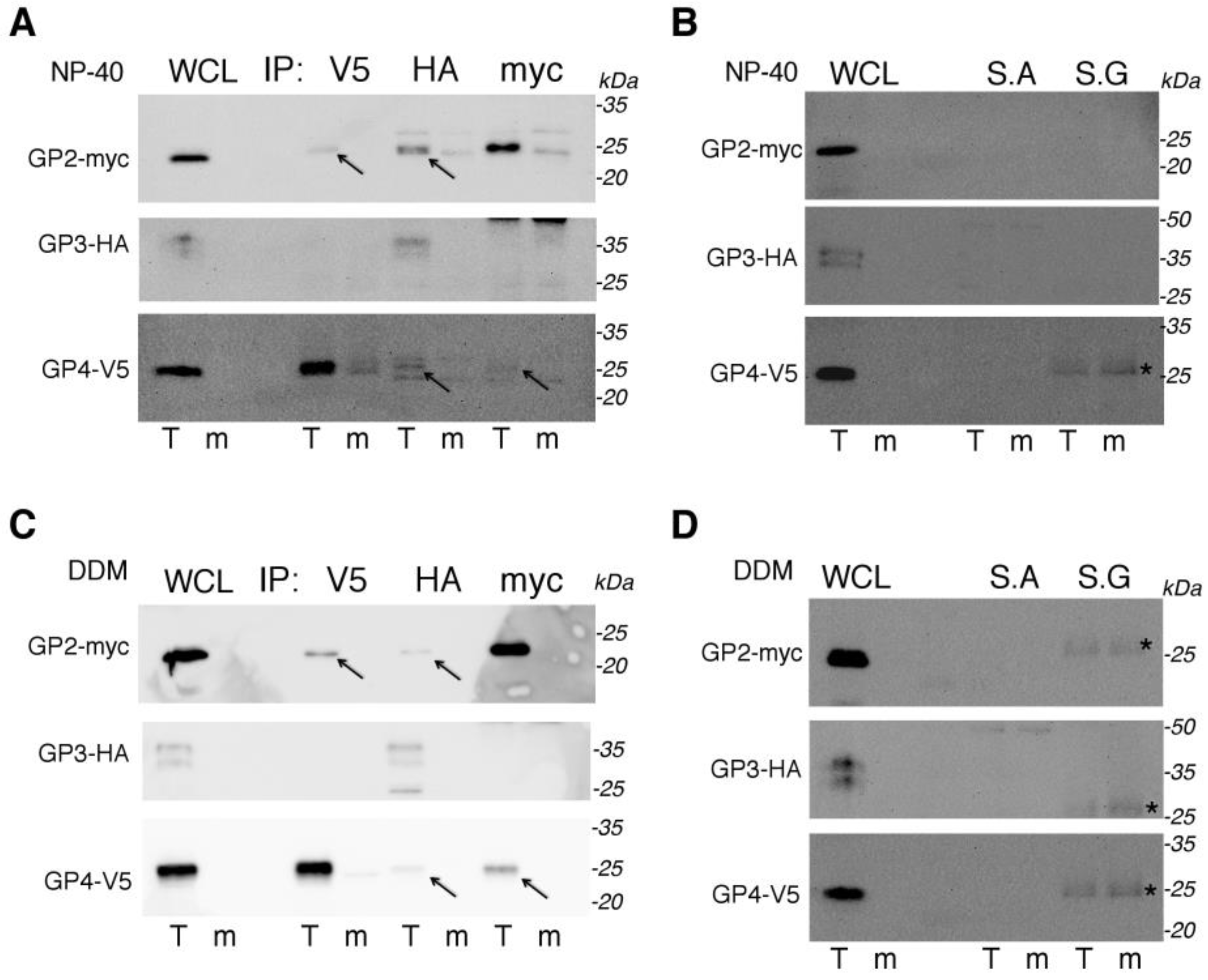 Viruses 14 00749 g004