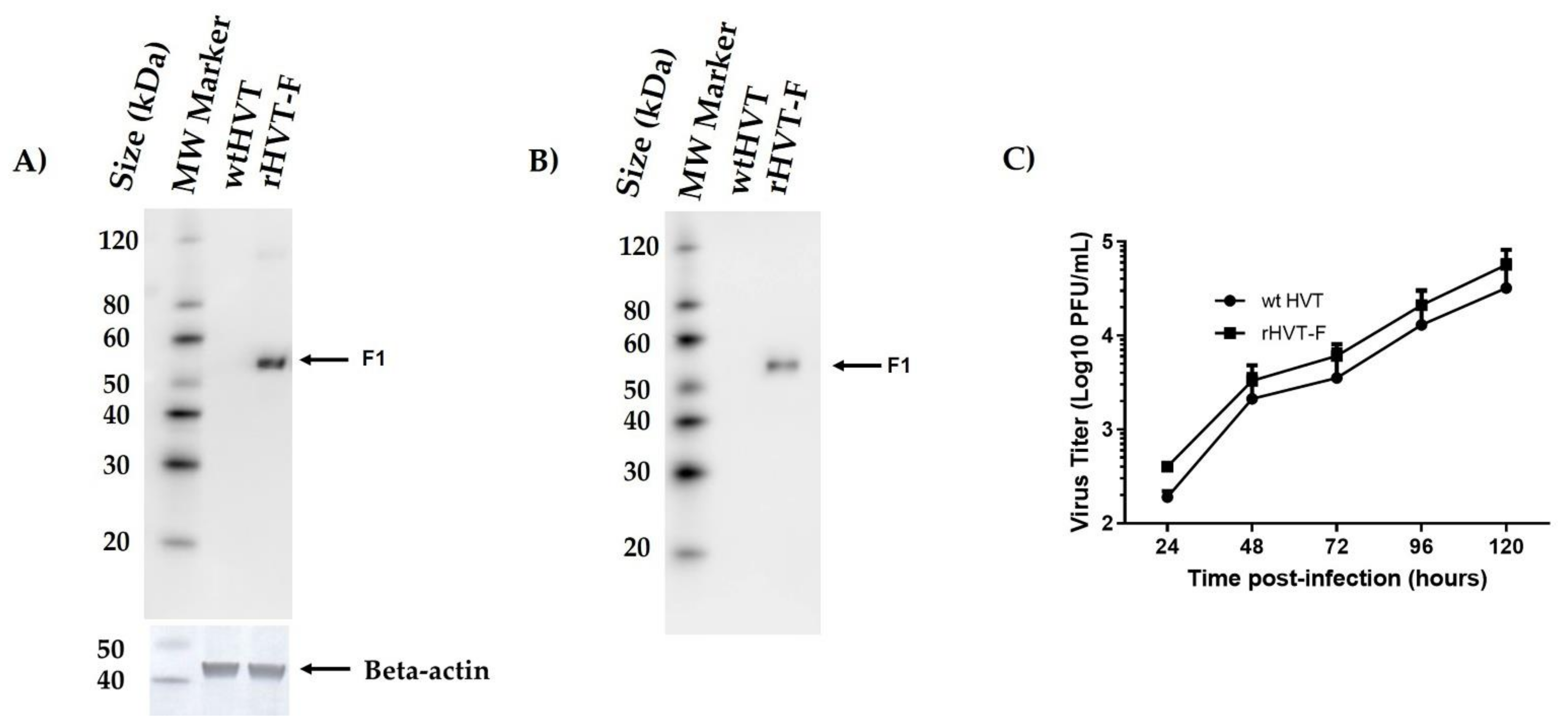 Viruses 14 00793 g003 Viruses 14 00793 g003