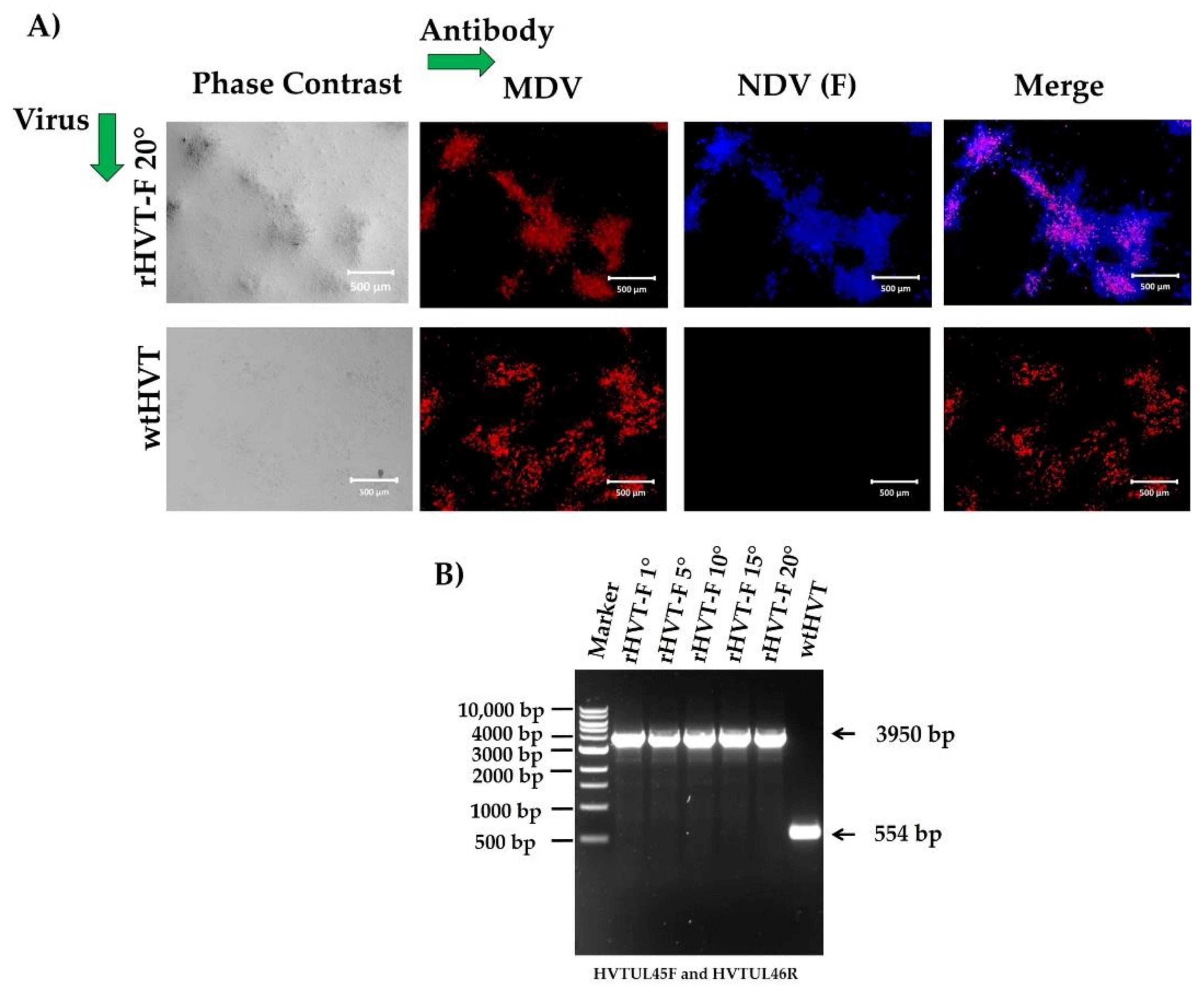 Viruses 14 00793 g004 Viruses 14 00793 g004
