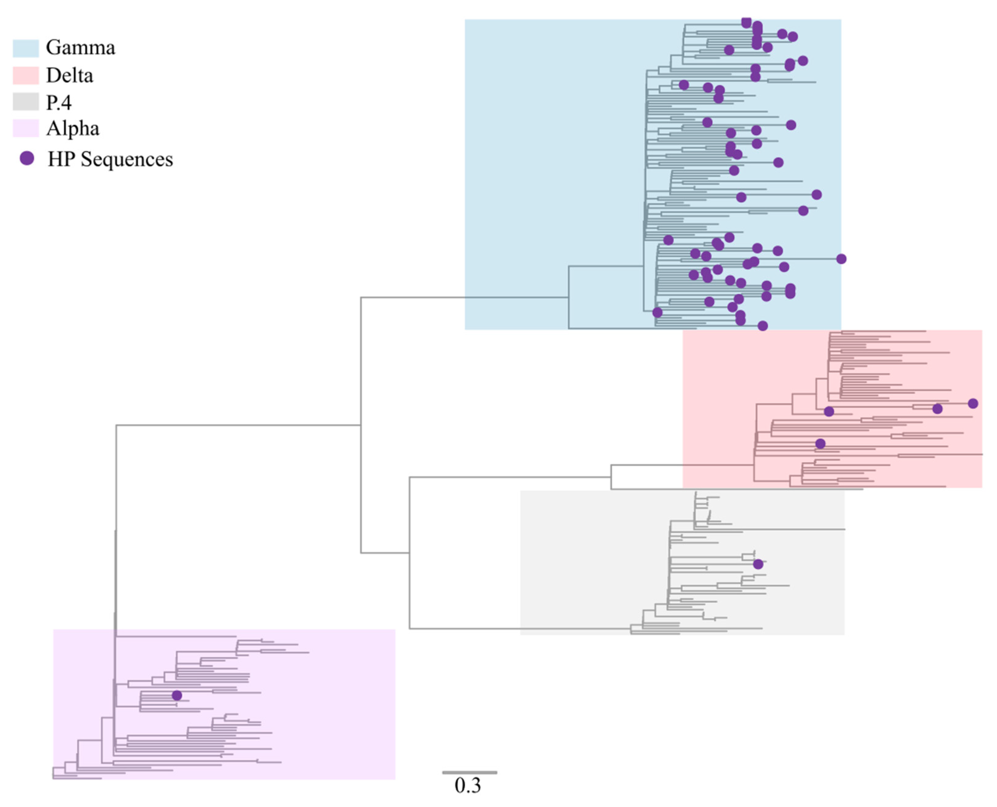 Viruses 14 00847 g003