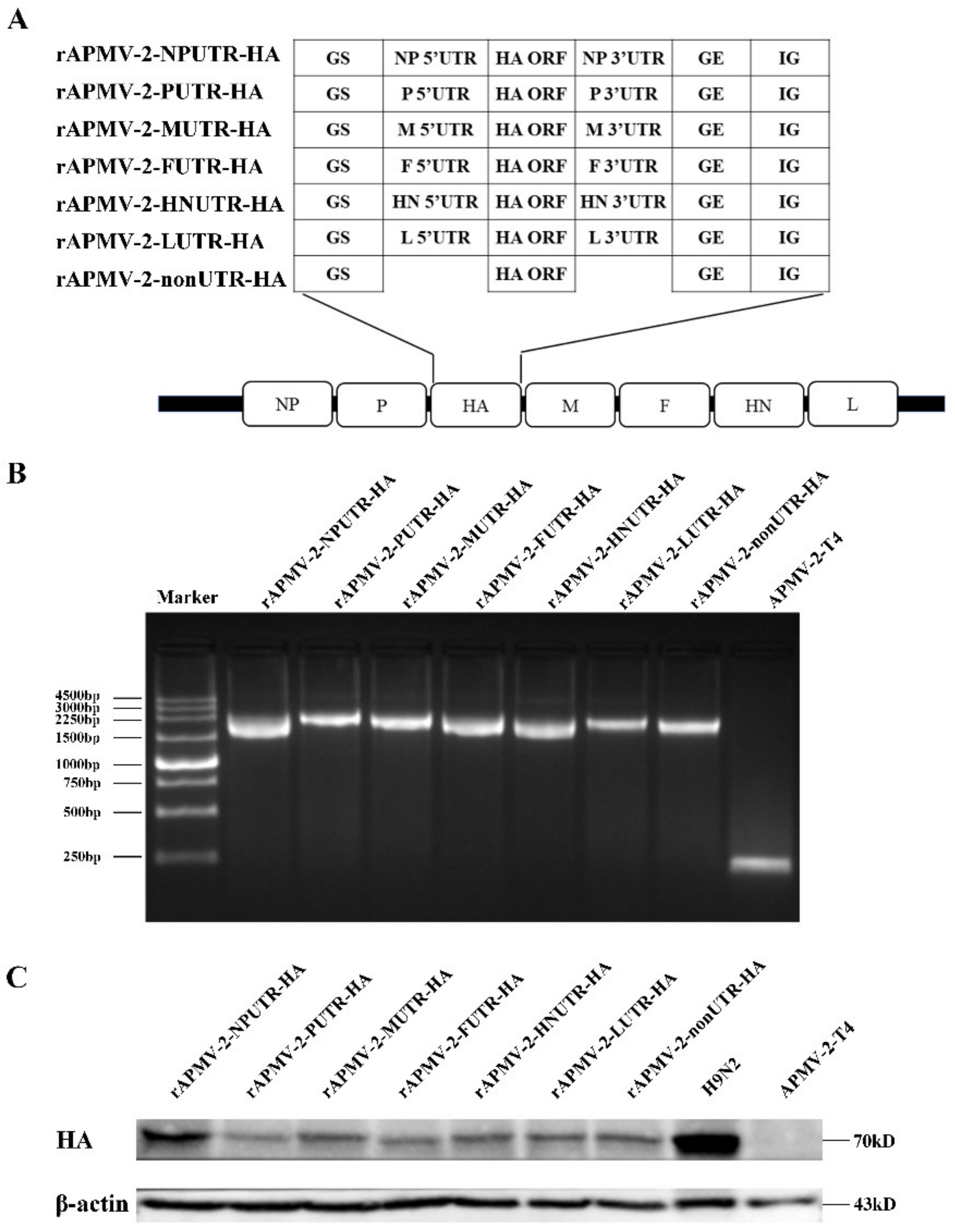 Viruses 14 00918 g002