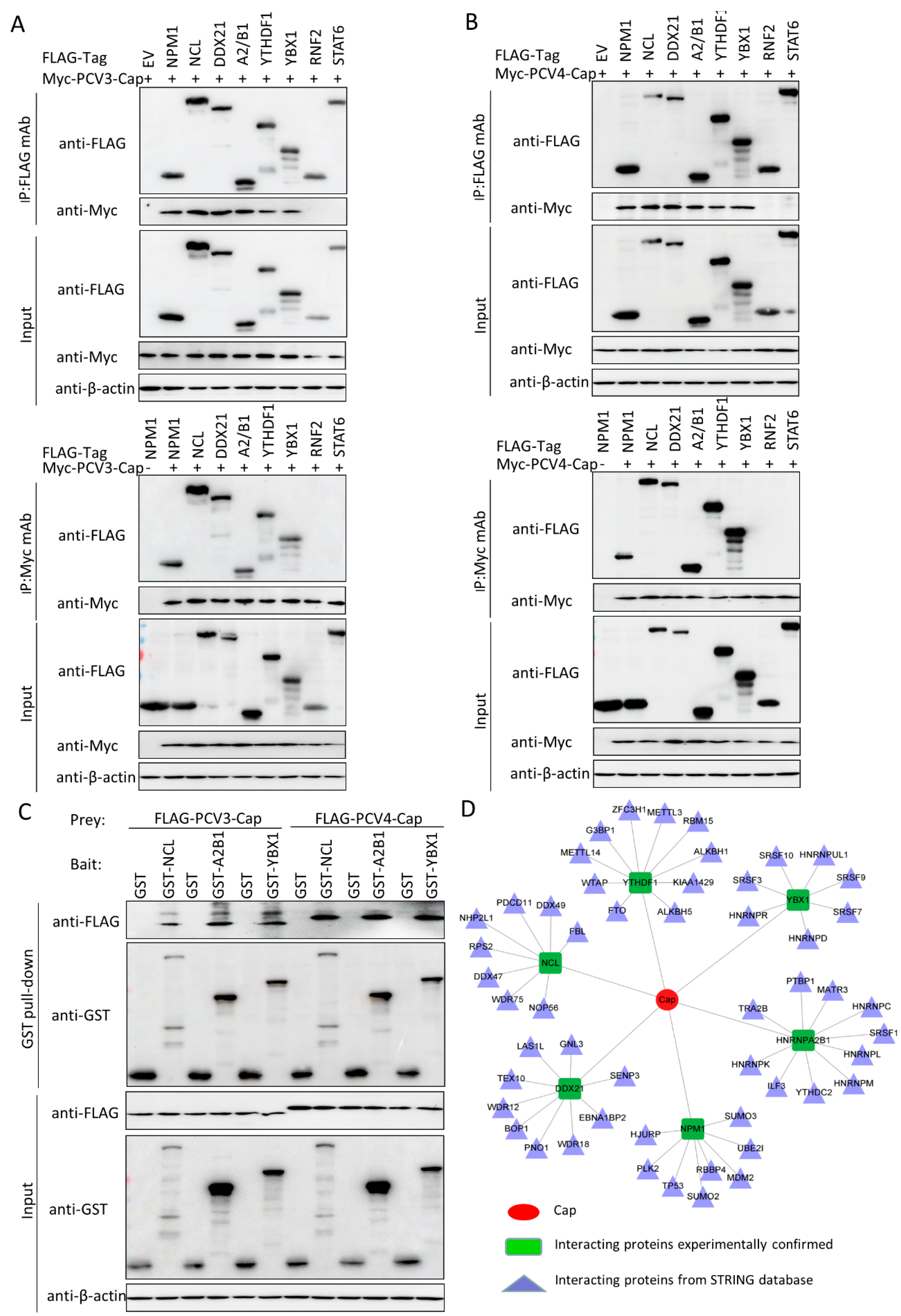 Viruses 14 00939 g005