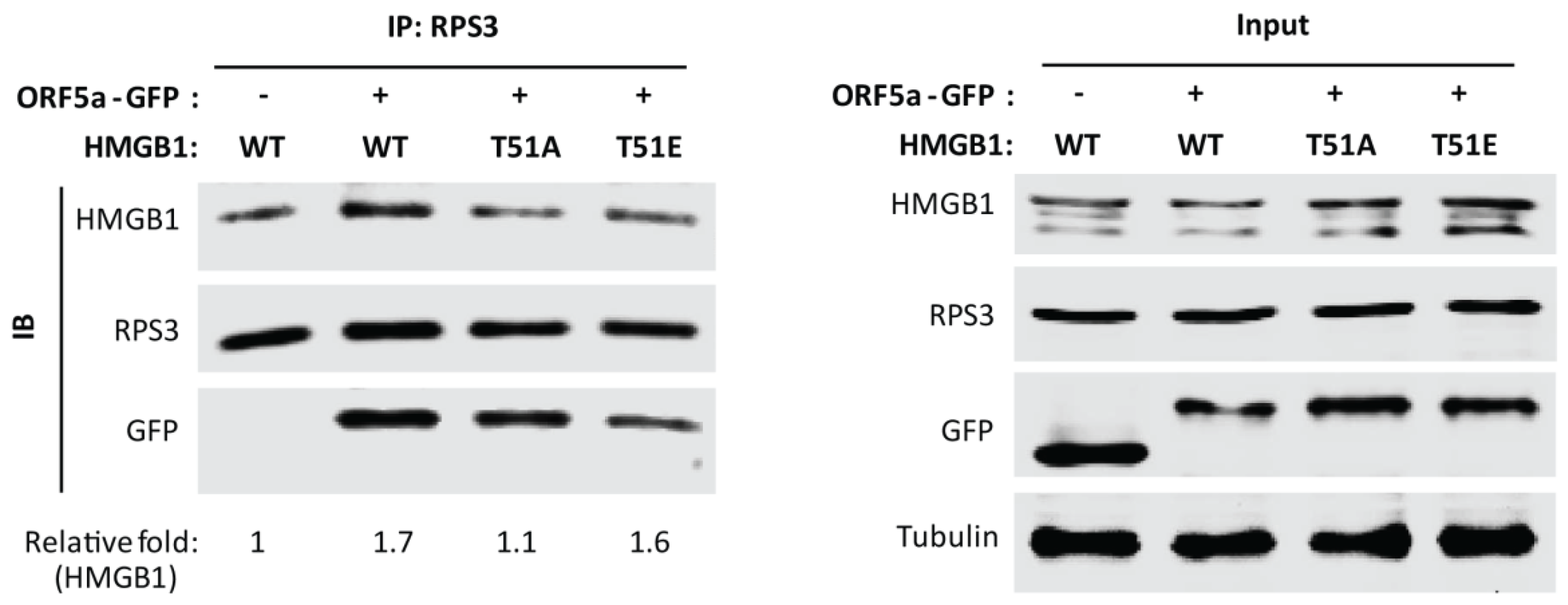 Viruses 14 01002 g006