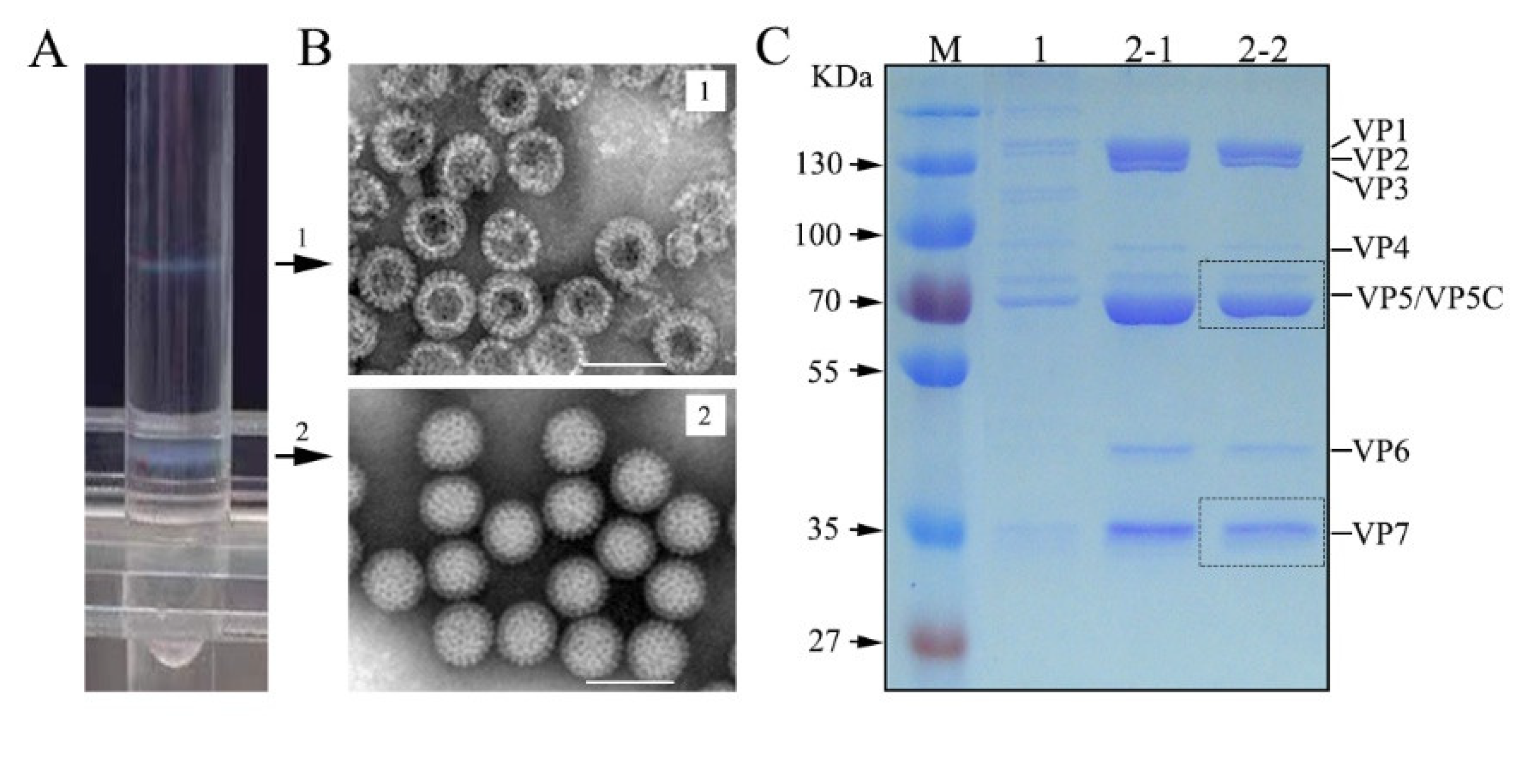 Viruses Free Full Text Molecular Characterization Of Outer Capsid Proteins Vp5 And Vp7 Of Grass Carp Reovirus Html