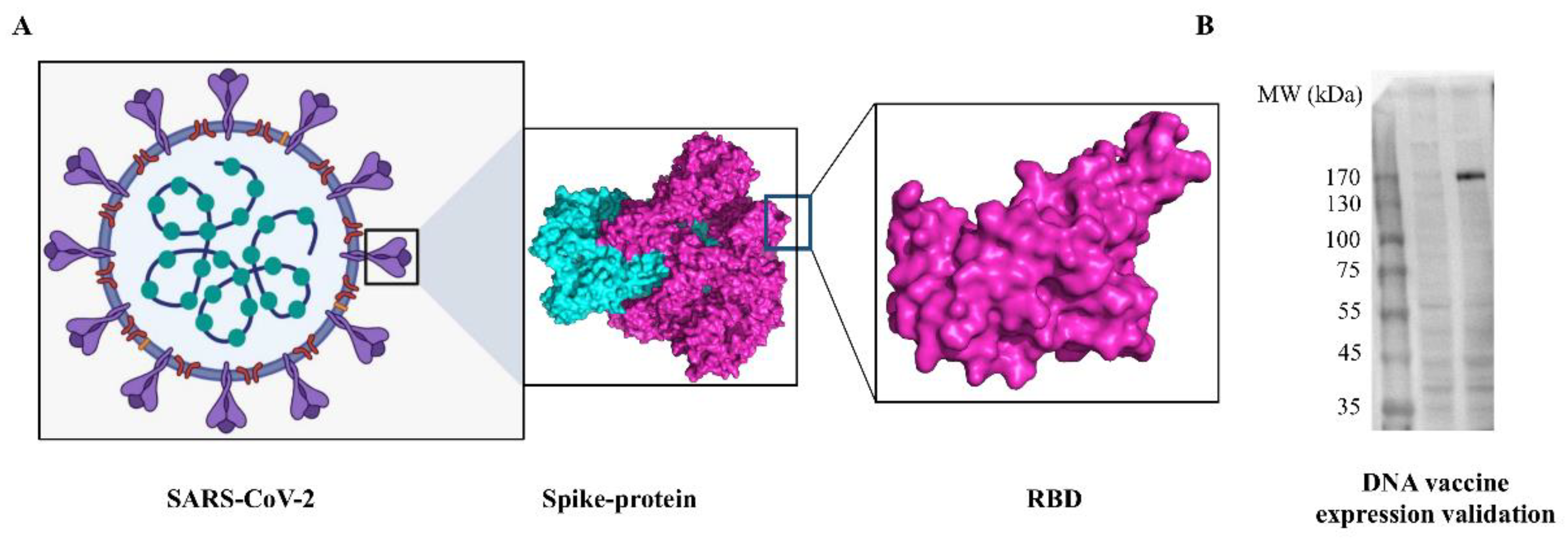 Viruses 14 01049 g002