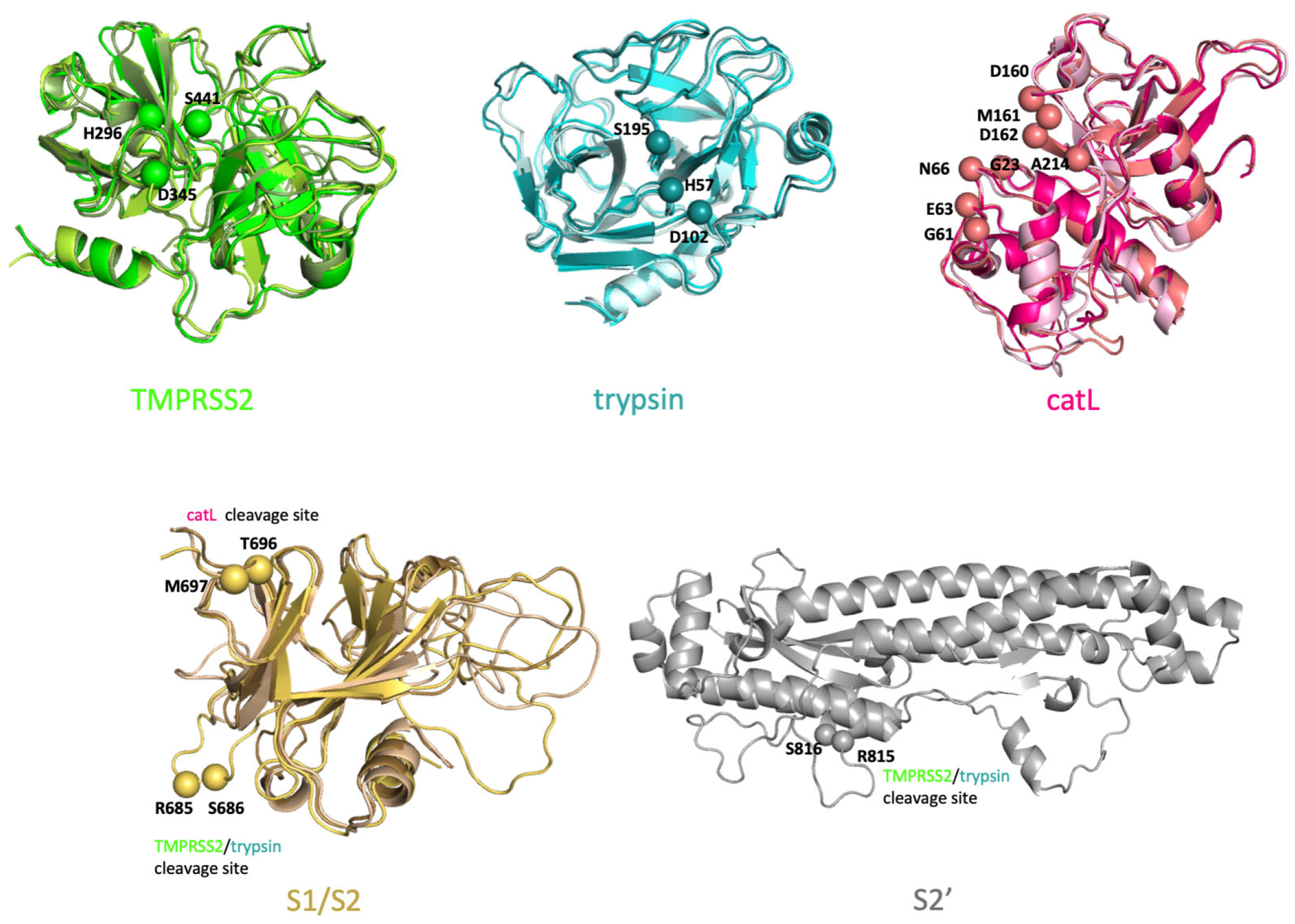 Viruses 14 01129 g002