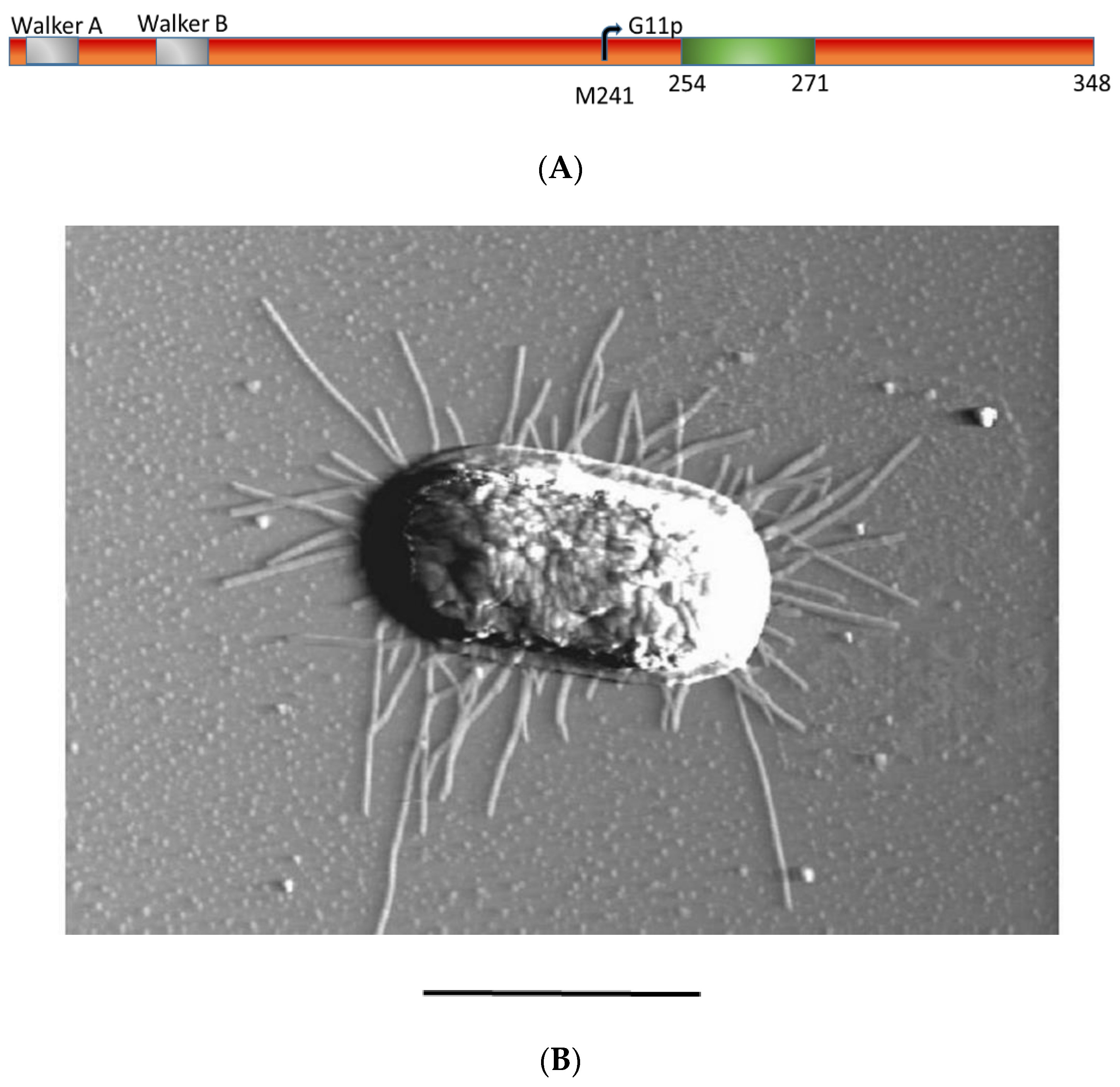 Viruses 14 01163 g001