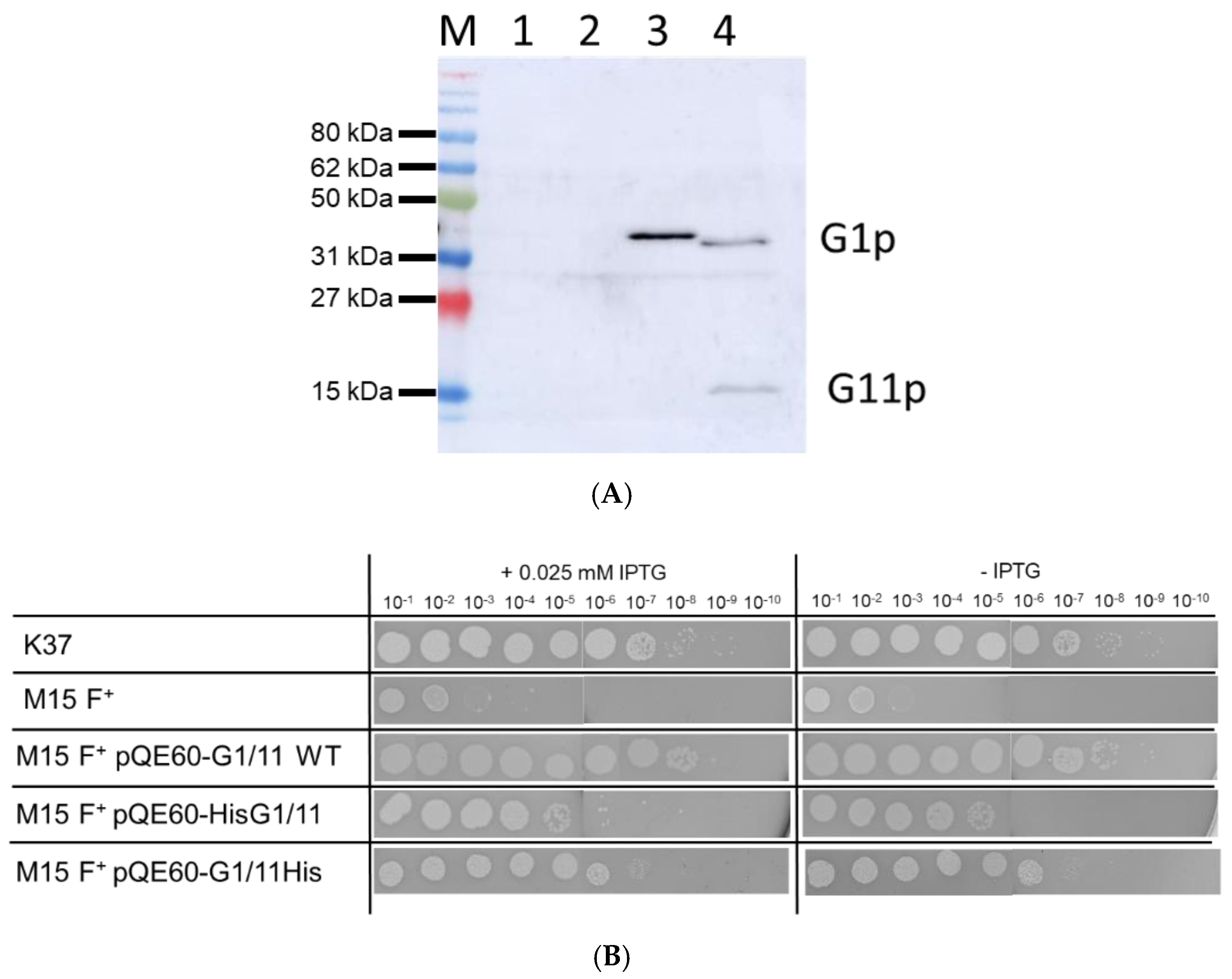 Viruses 14 01163 g002