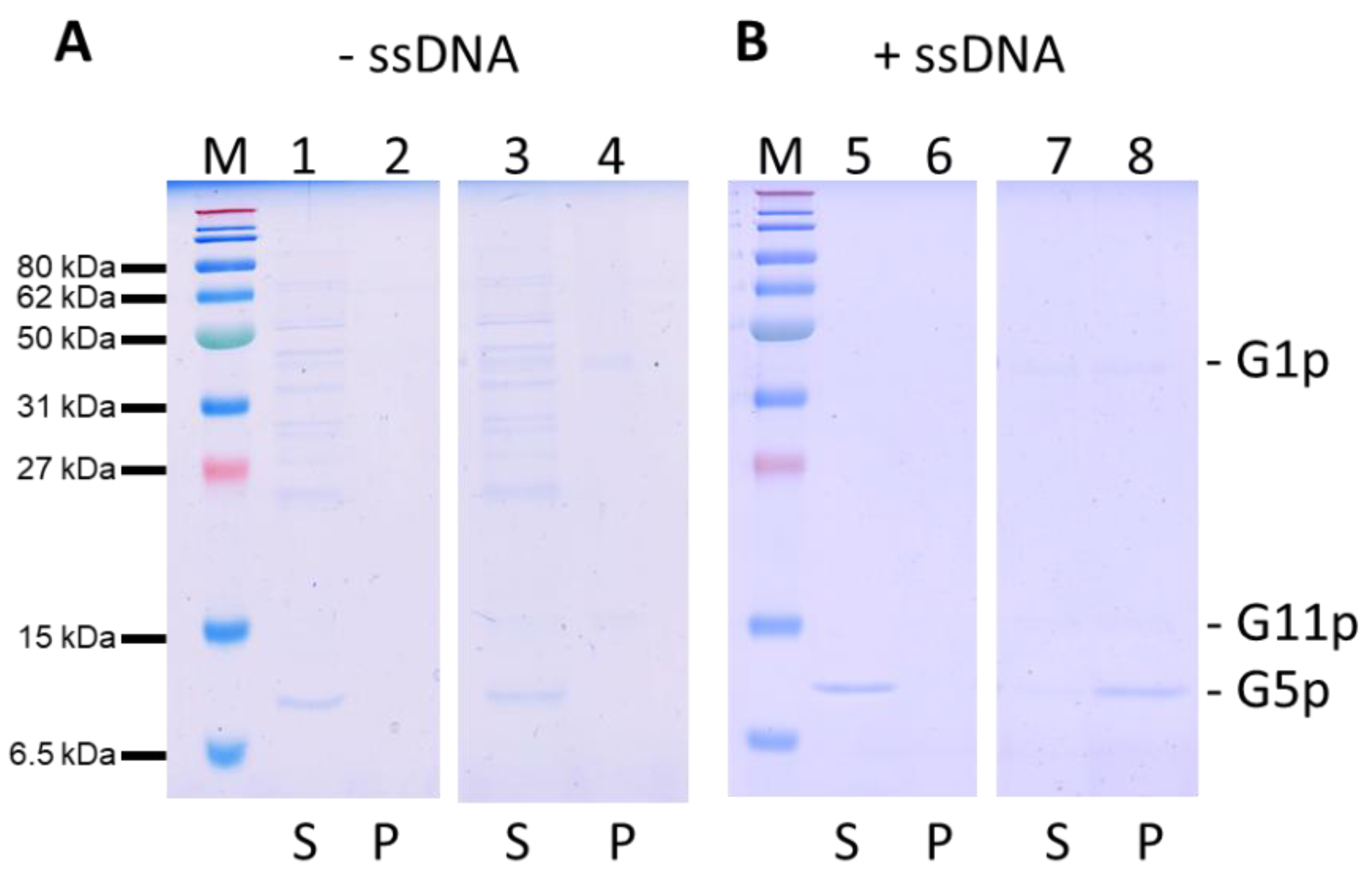 Viruses 14 01163 g007