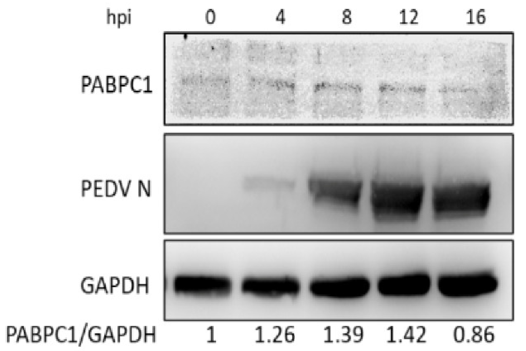 Viruses 14 01196 g001 Viruses 14 01196 g001
