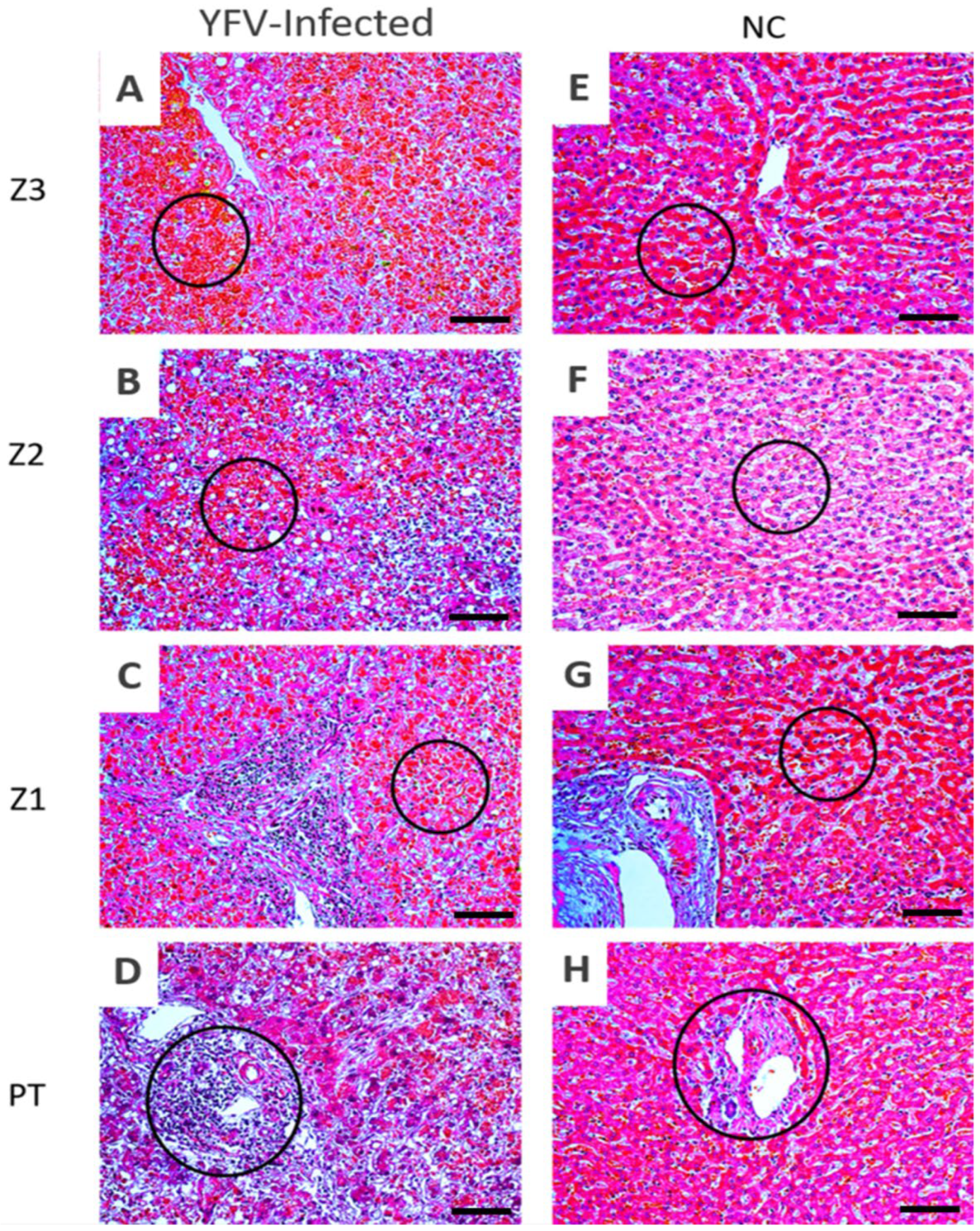 Viruses 14 01204 g002