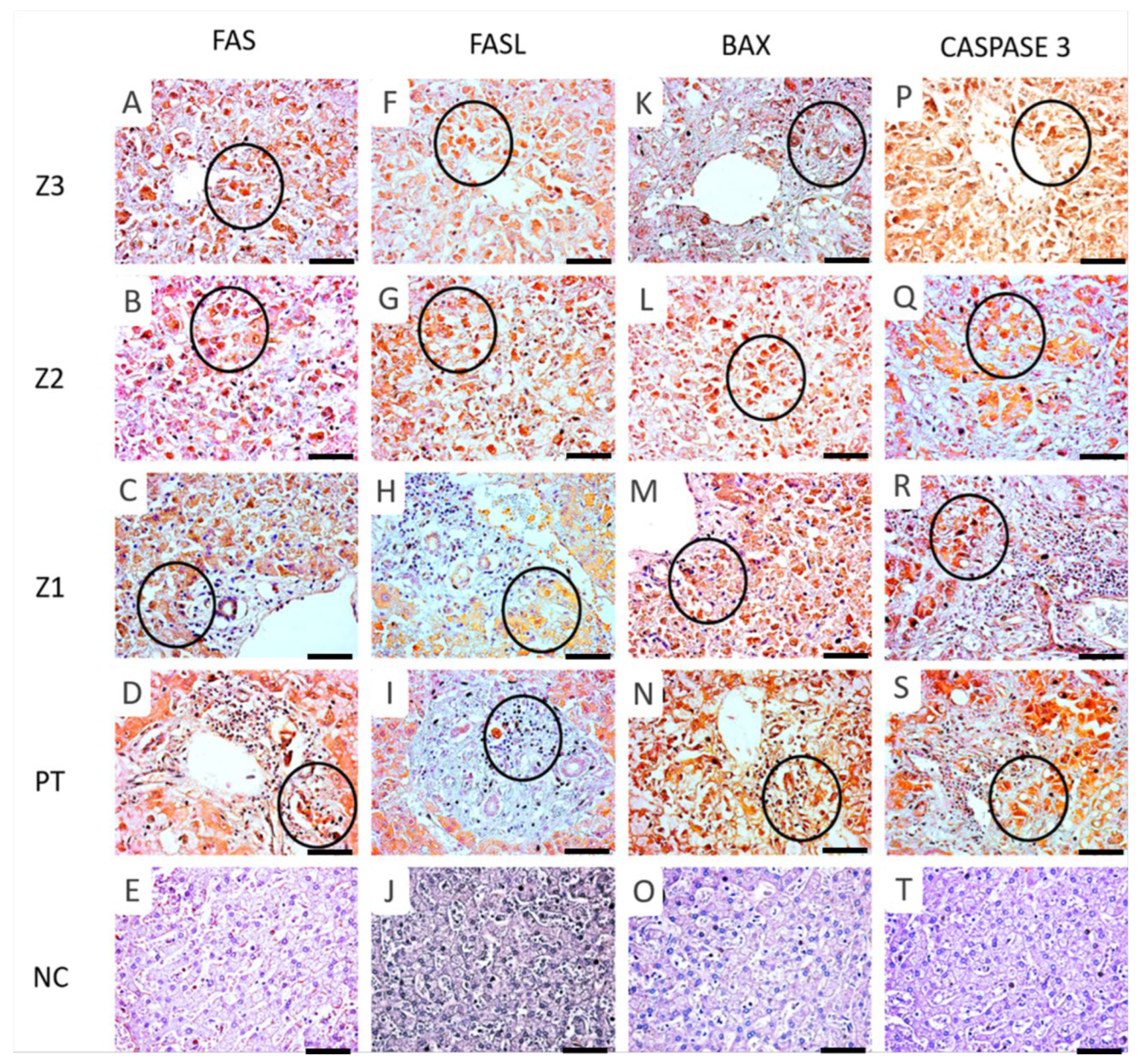 Viruses 14 01204 g004