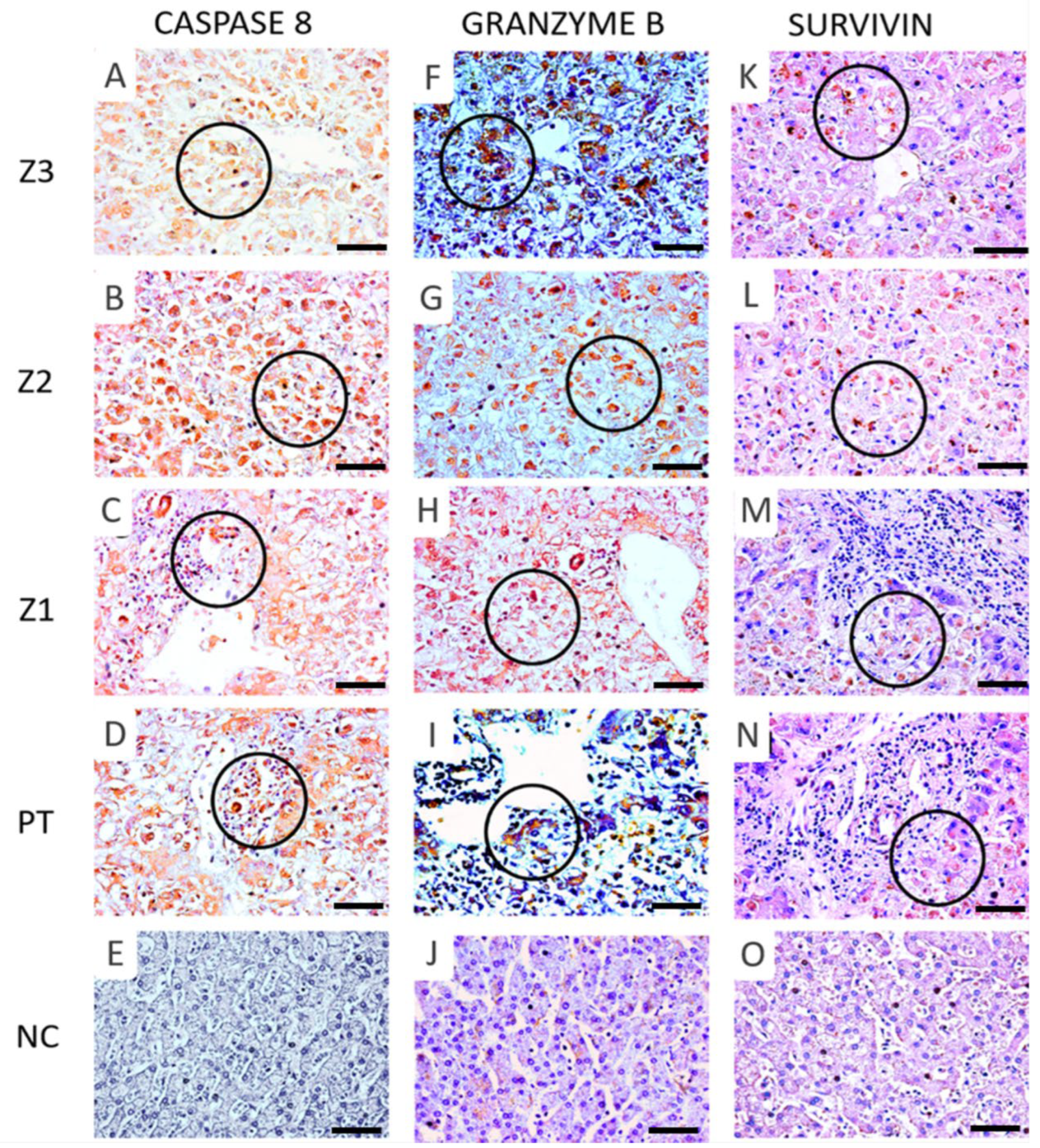 Viruses 14 01204 g005