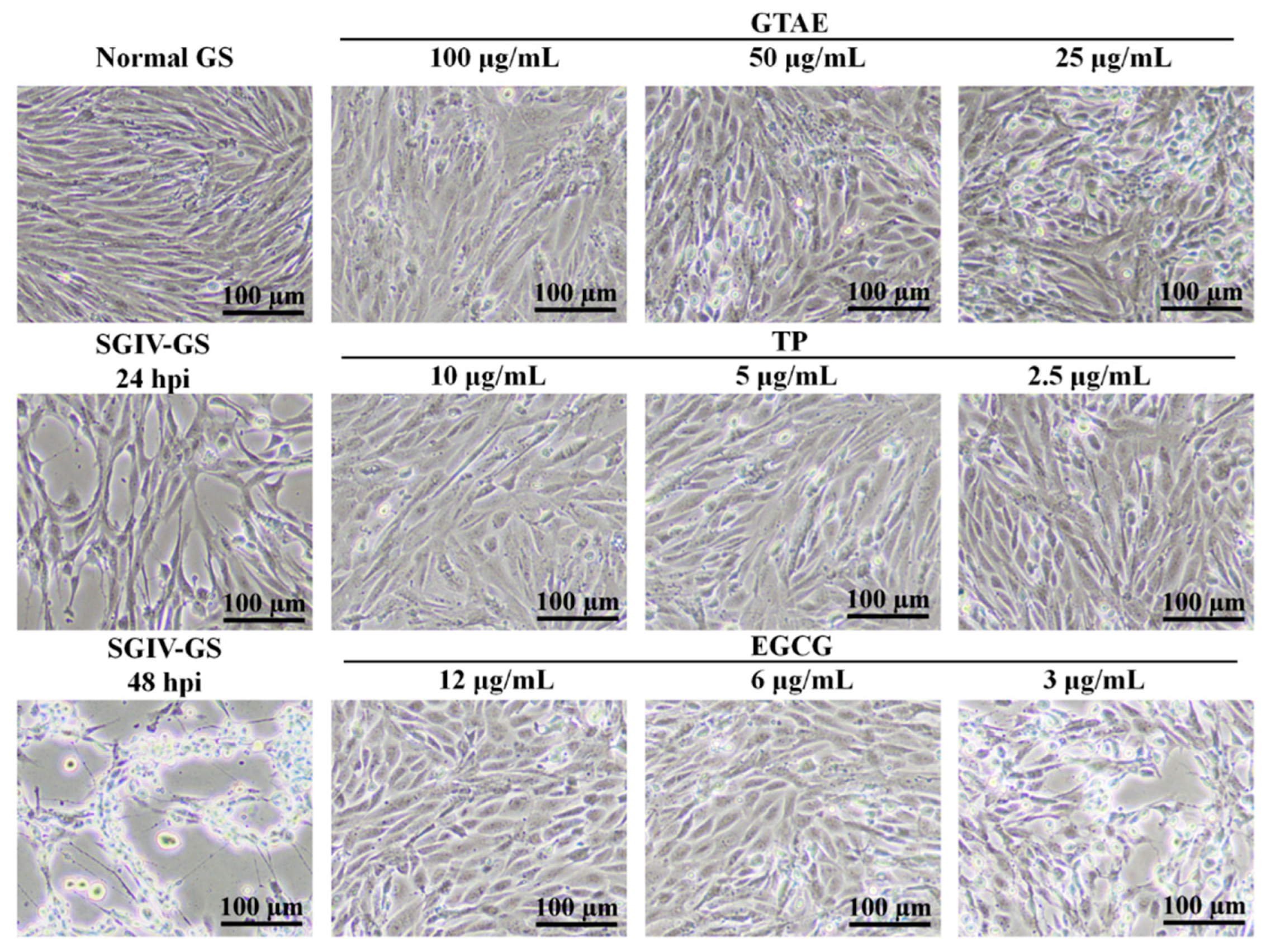 Viruses 14 01227 g004