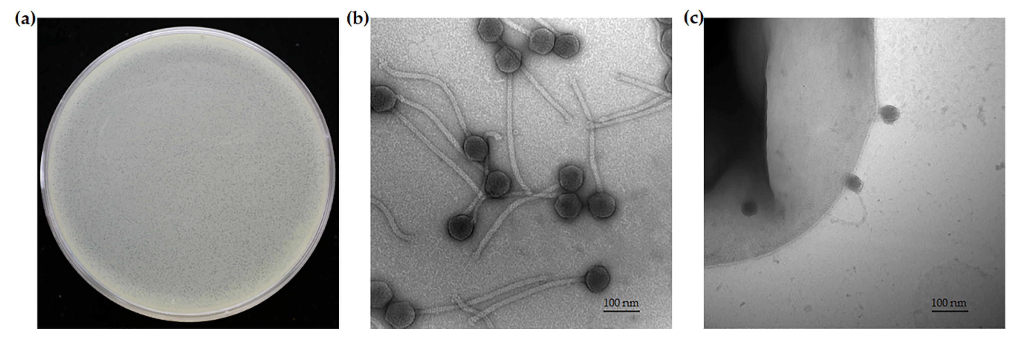 Viruses 14 01240 g001