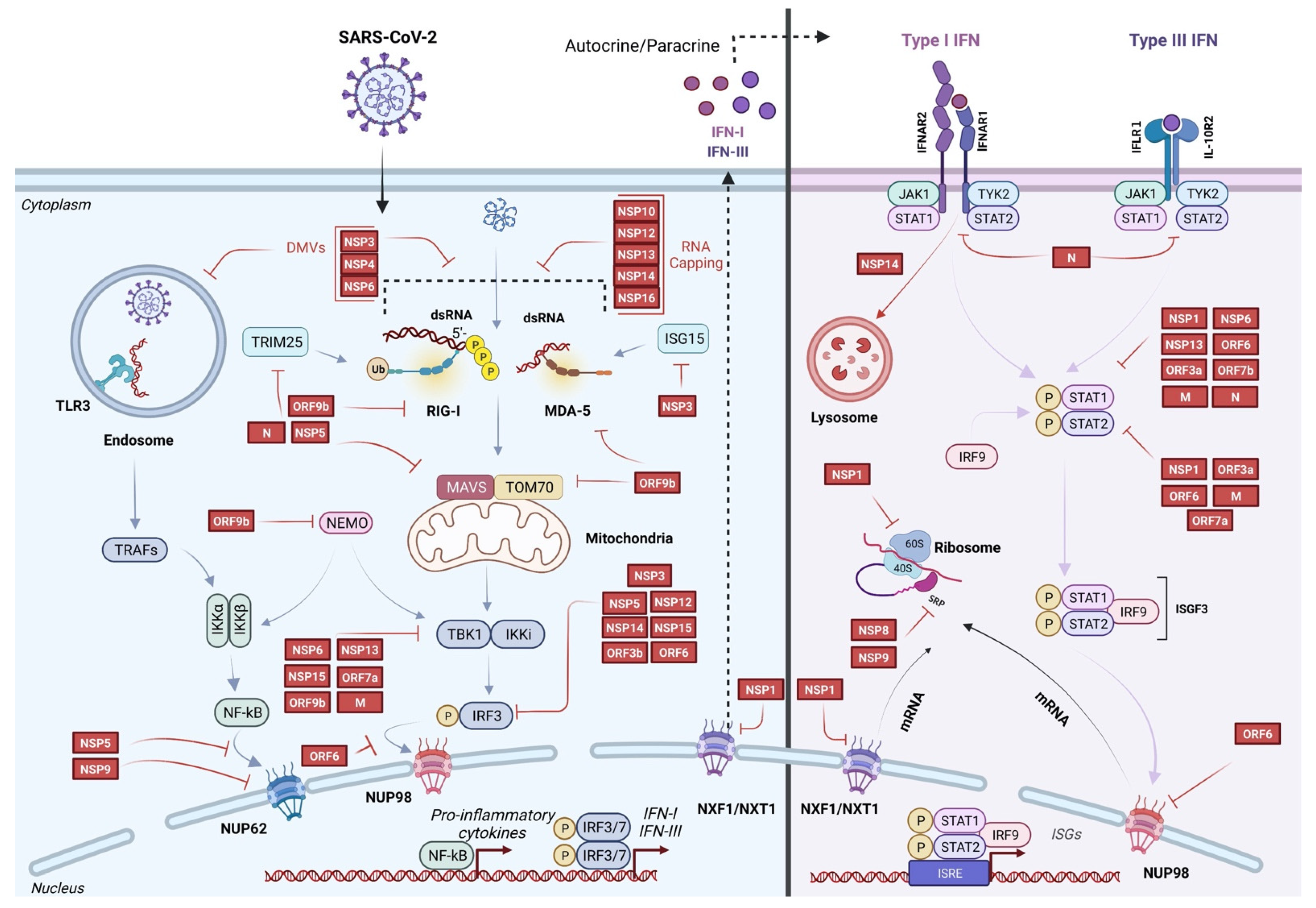 How SARS-CoV-2 evades the immune system