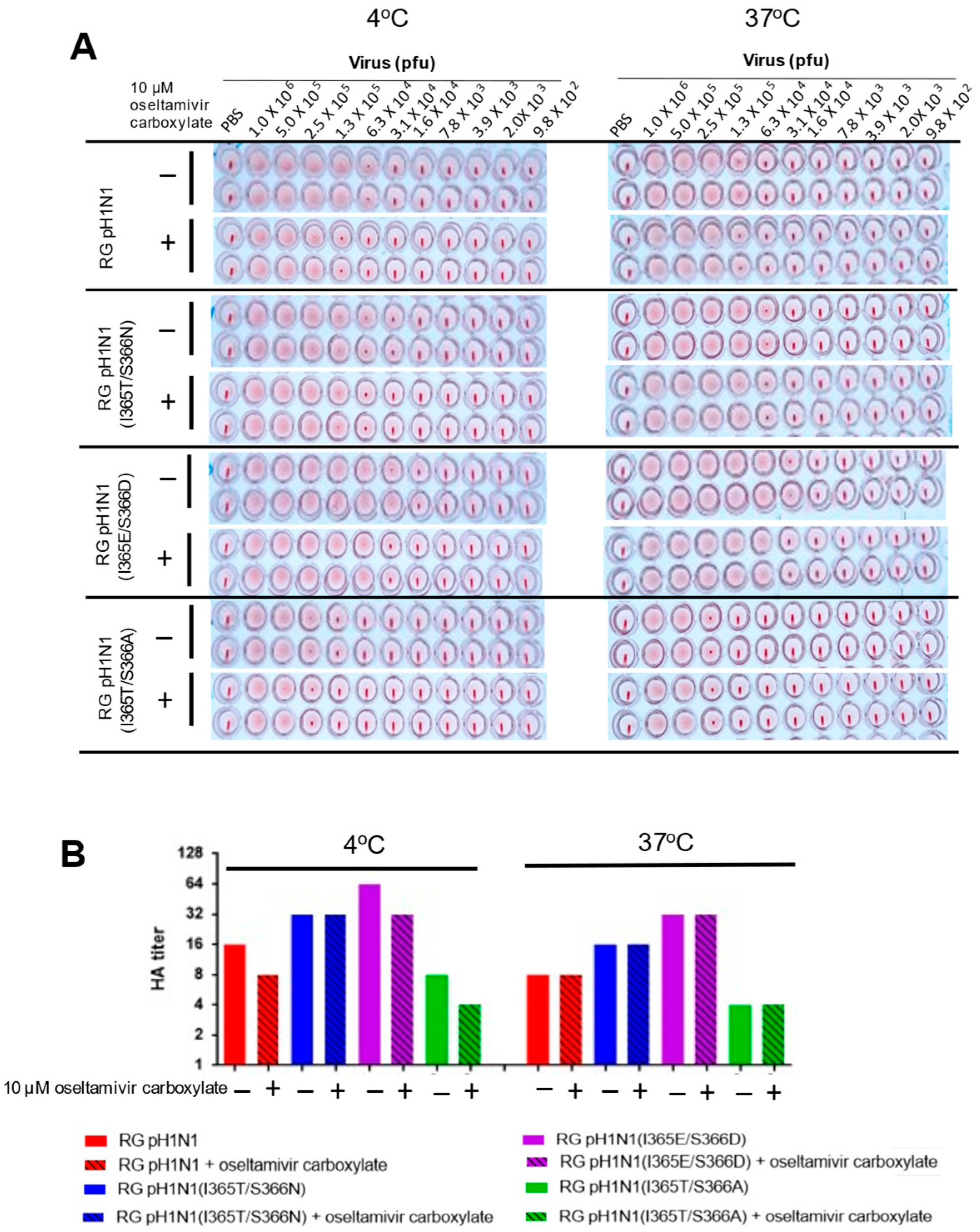Viruses 14 01304 g004