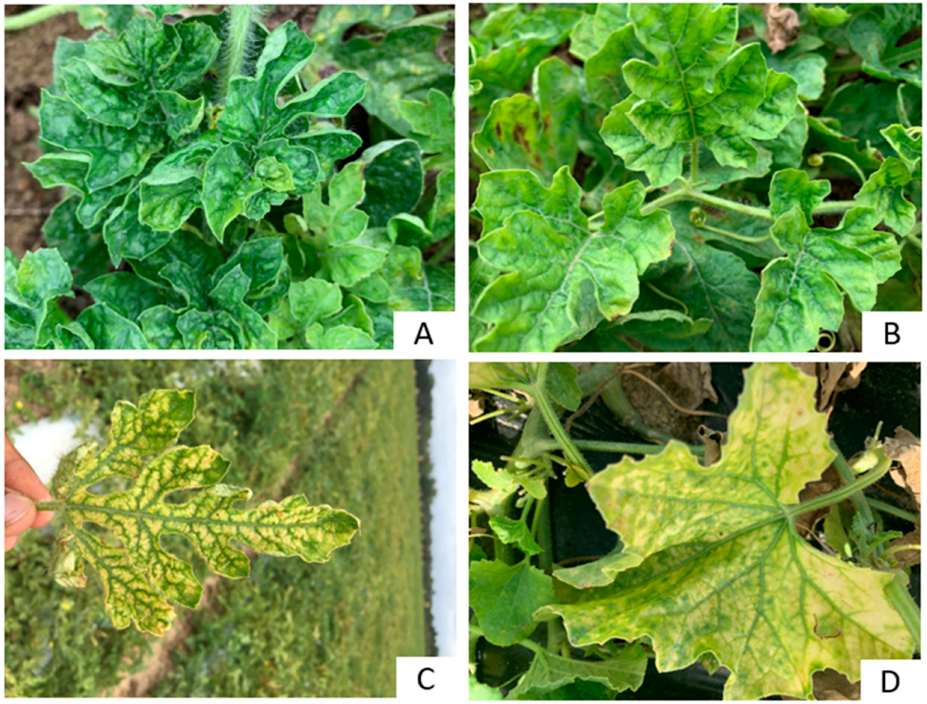 Viruses | Free Full-Text | Persistent, and Asymptomatic Viral Infections  and Whitefly-Transmitted Viruses Impacting Cantaloupe and Watermelon in  Georgia, USA