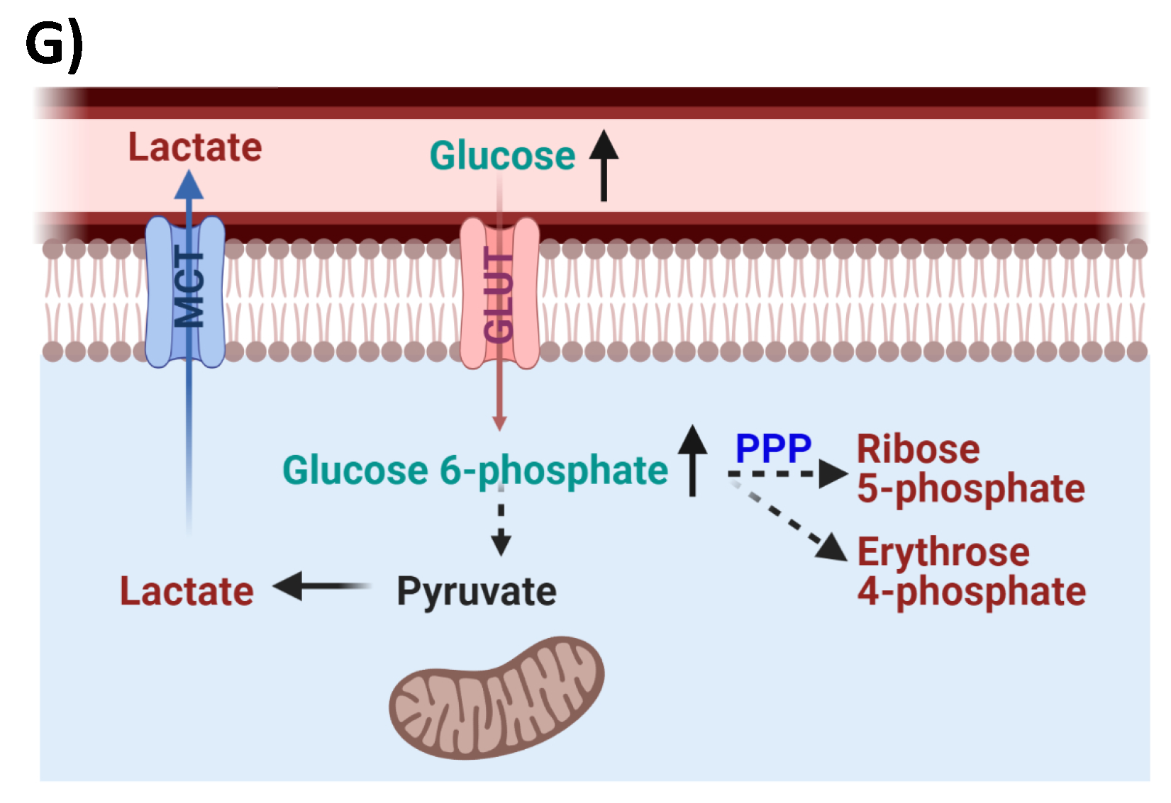 Viruses 14 01313 g001b Viruses 14 01313 g001b