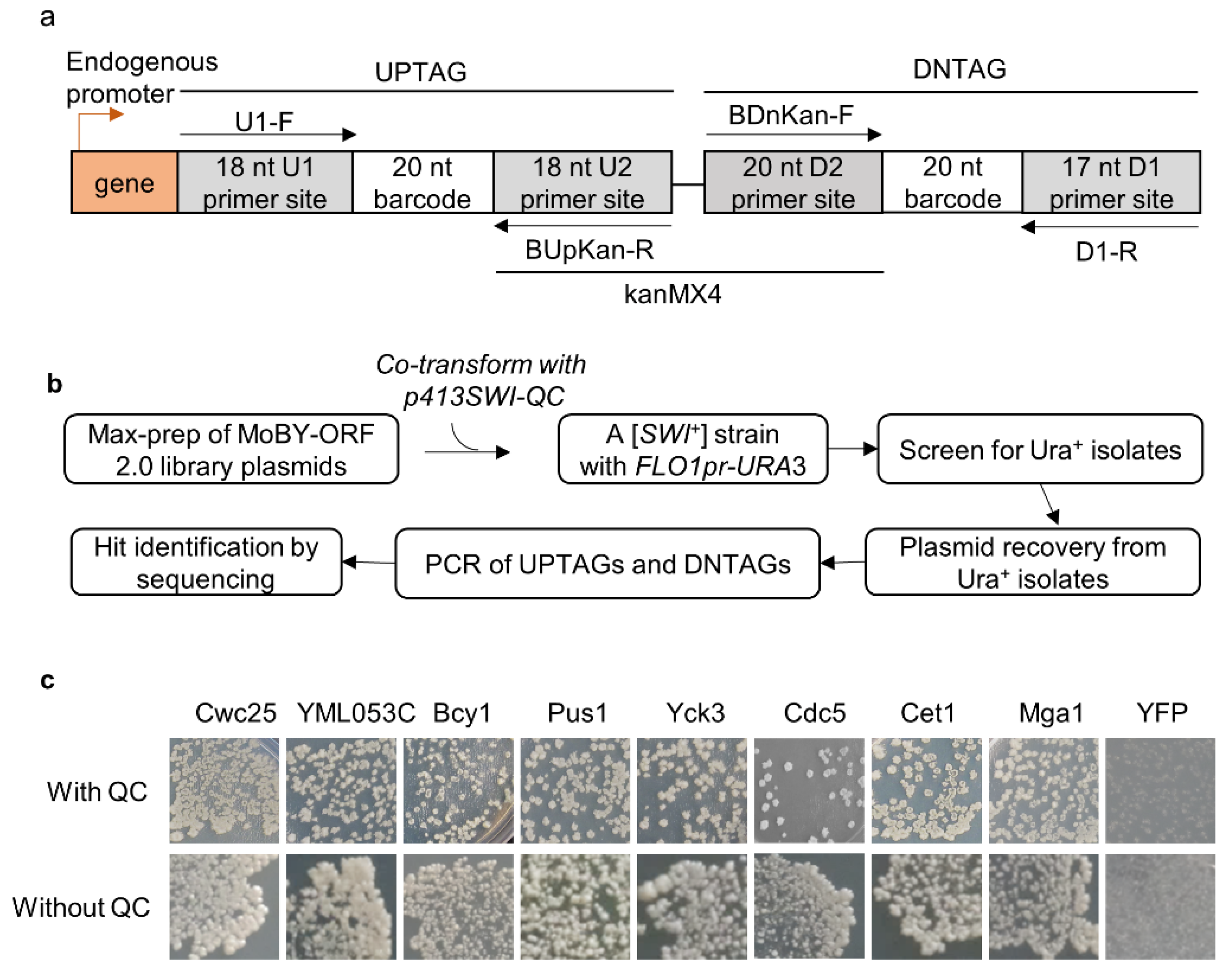 Viruses 14 01366 g001 Viruses 14 01366 g001