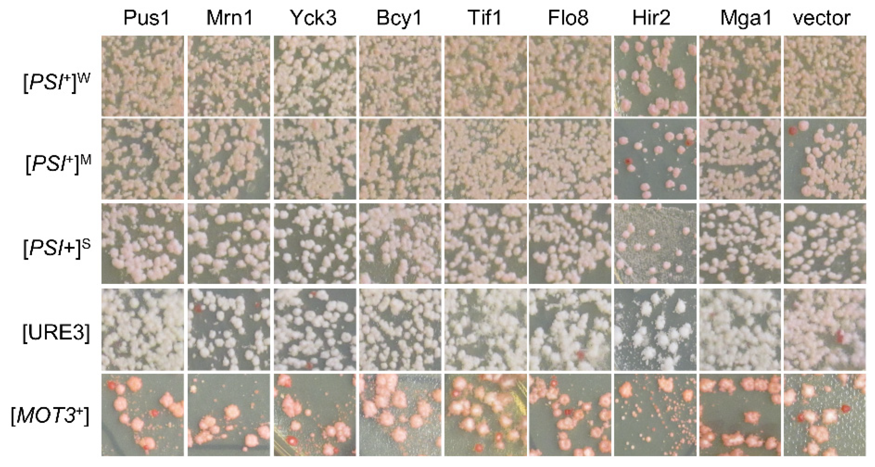 Viruses 14 01366 g003 Viruses 14 01366 g003