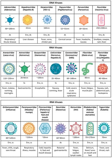 Viruses | Free Full-Text | Understanding Immune Responses to 