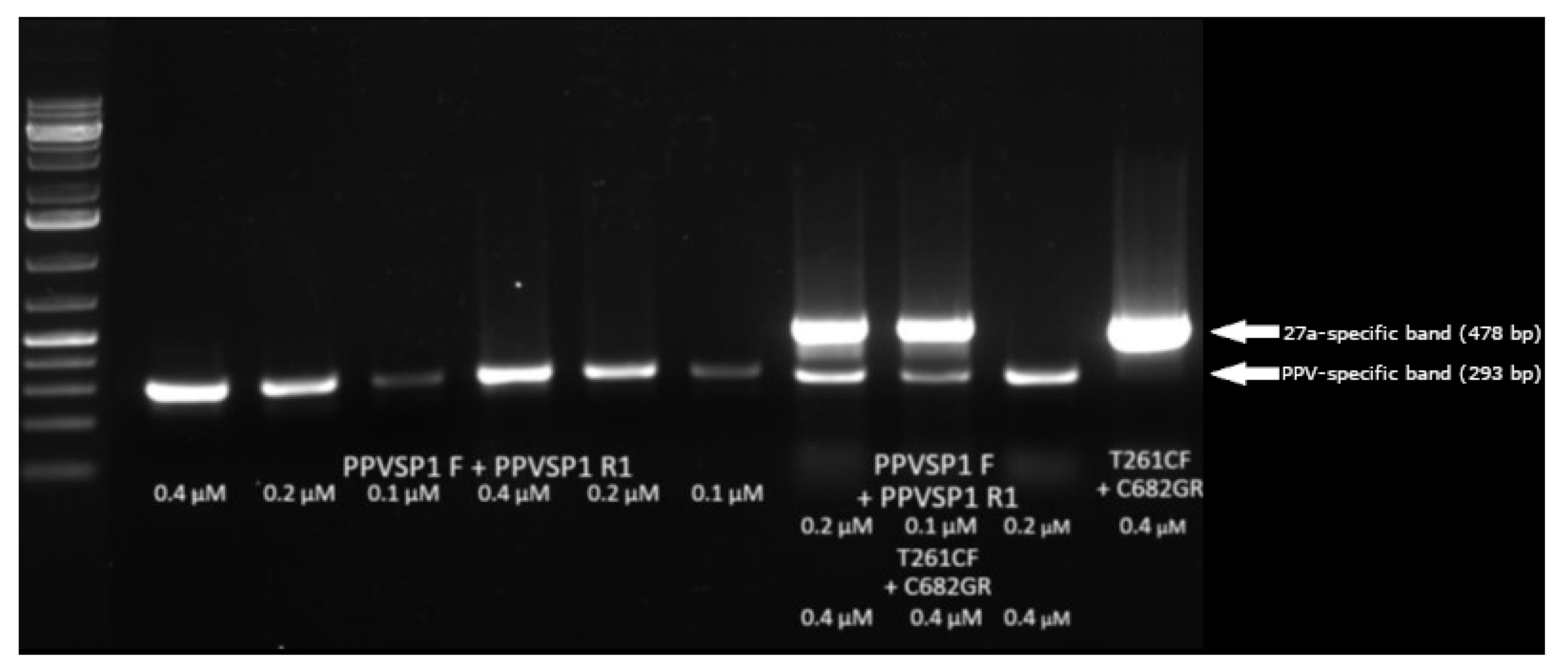 Viruses 14 01500 g007