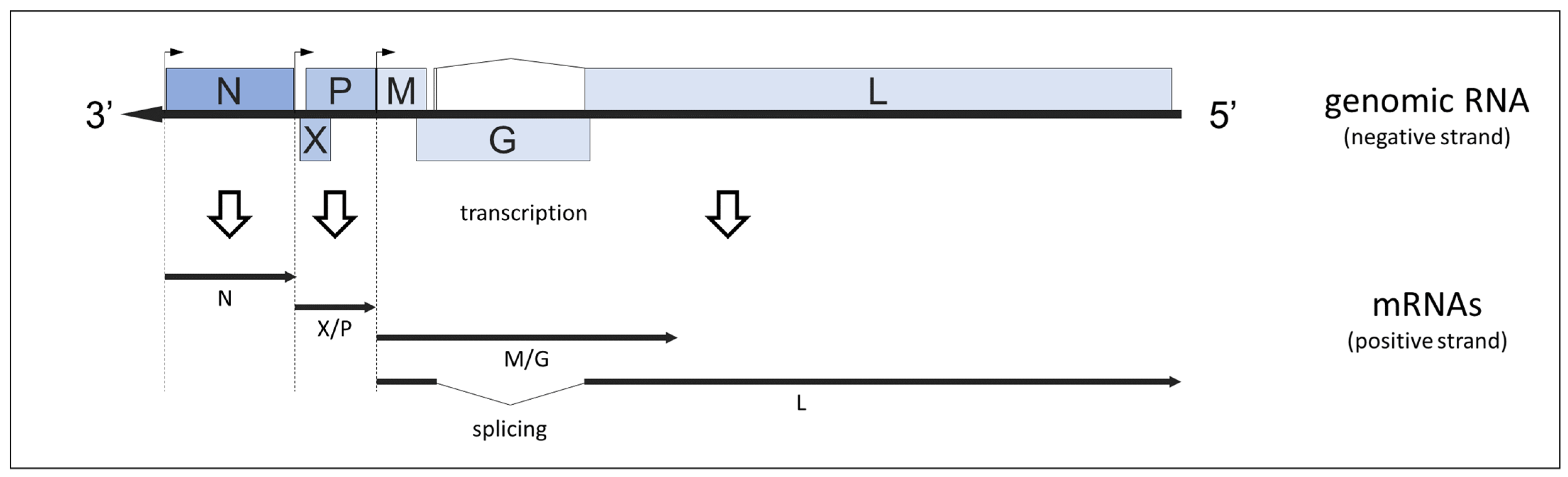 Viruses 14 01513 g002