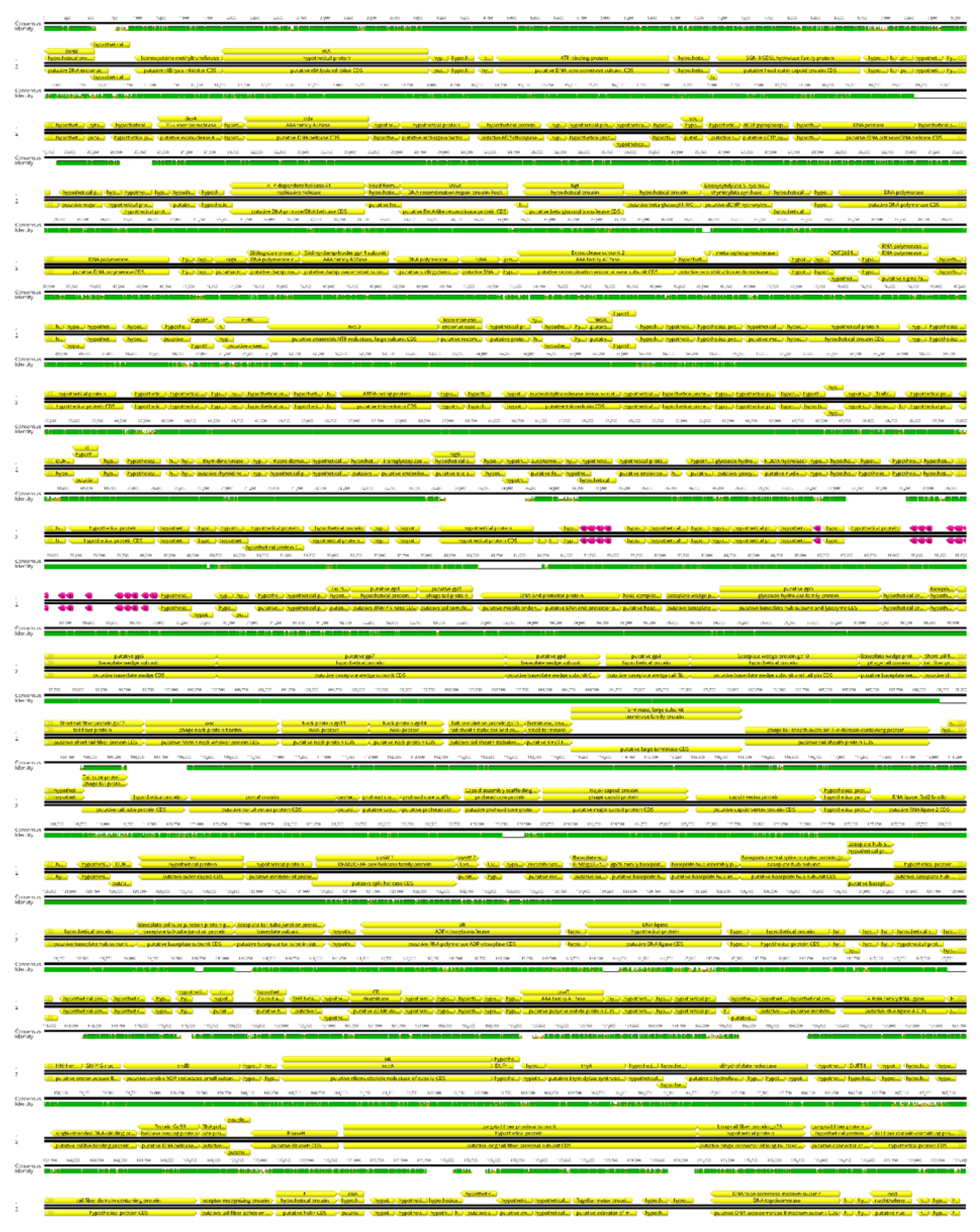 Viruses 14 01518 g004