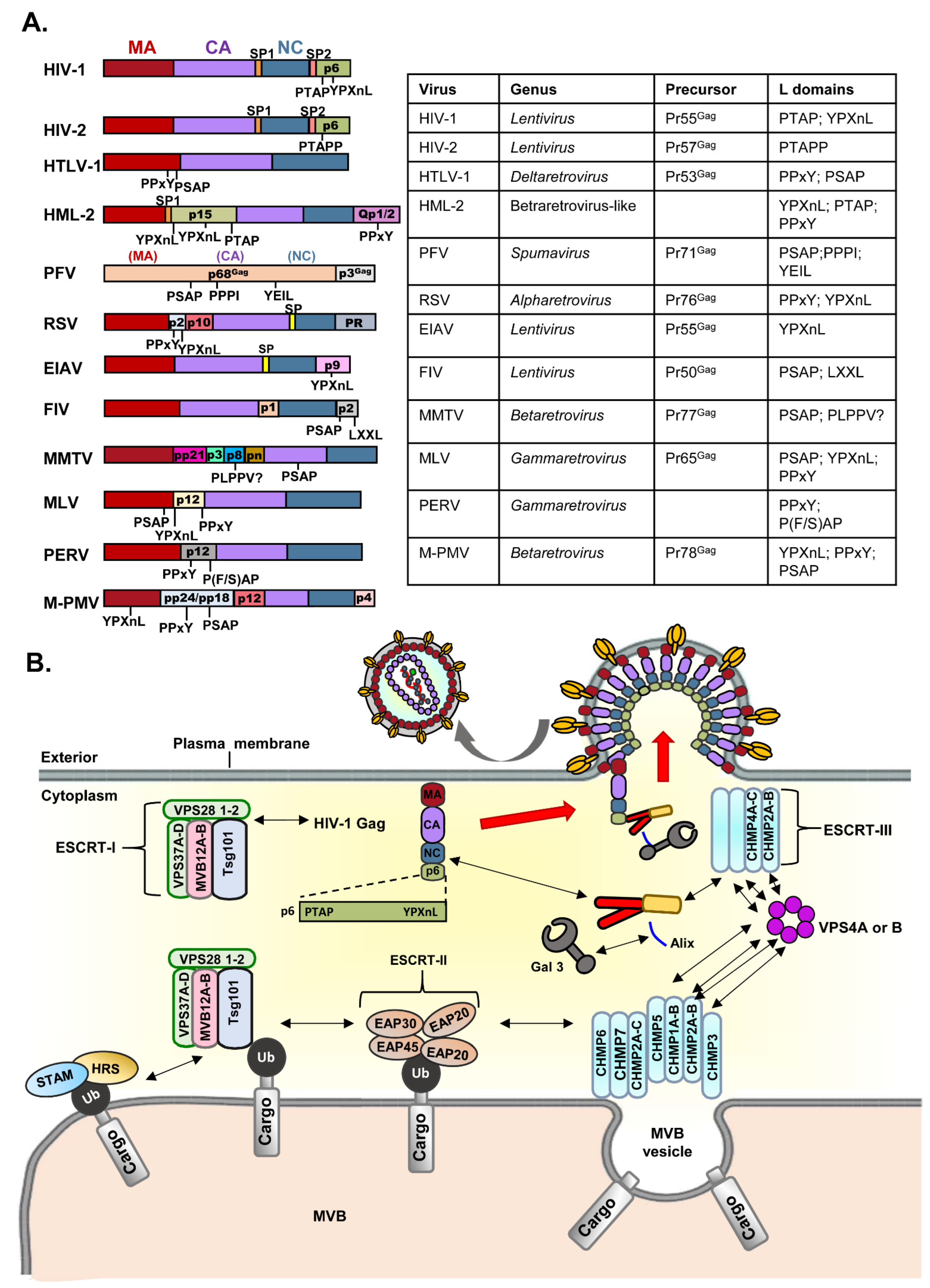 Viruses 14 01528 g001 Viruses 14 01528 g001